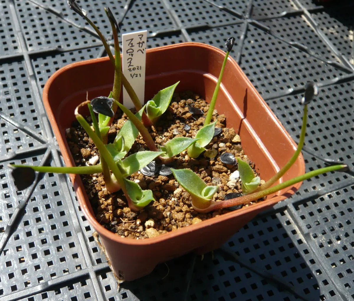Agave salmiana var. ferox (アガベ フェロックス)