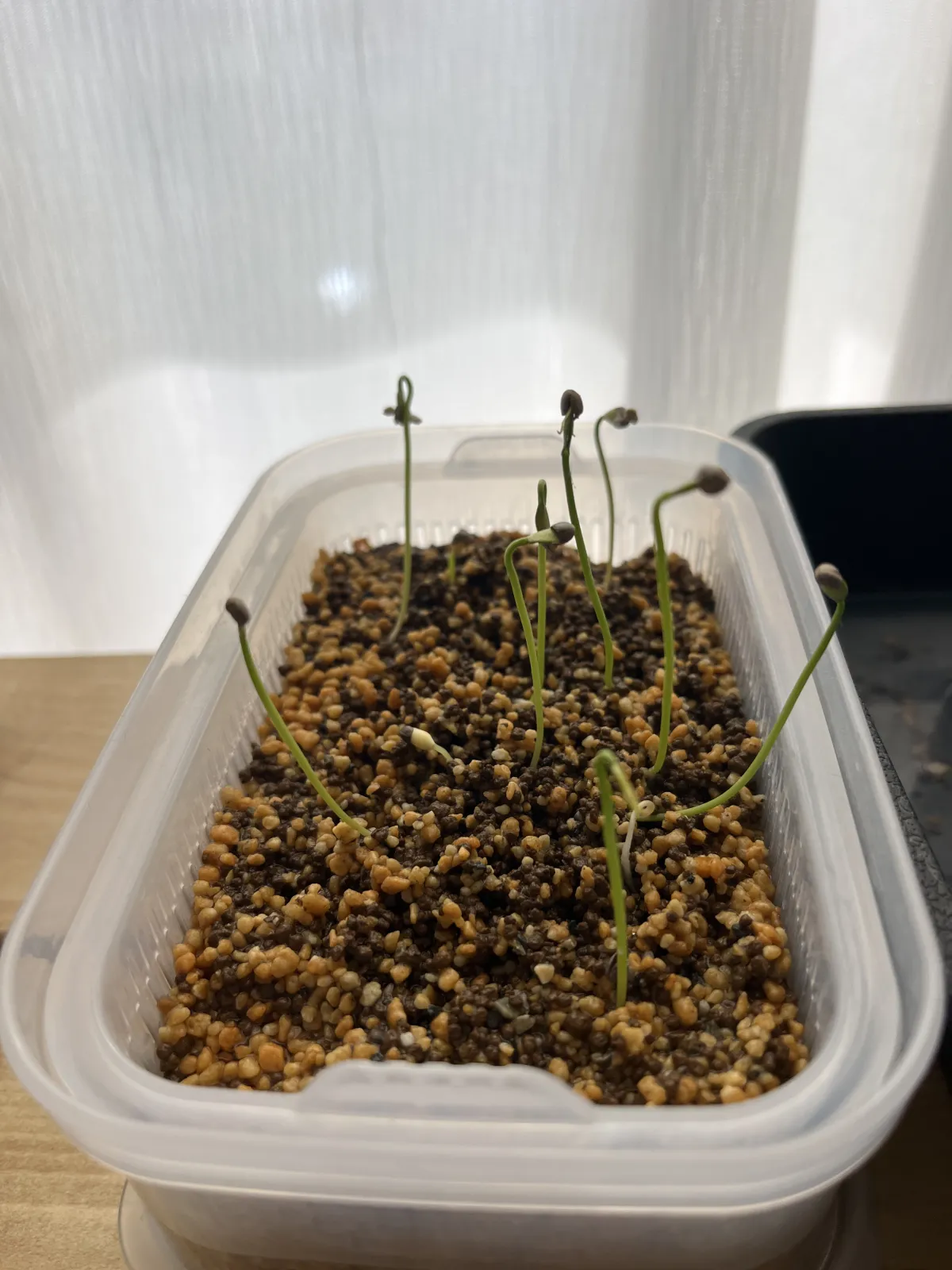 Euphorbia stenoclada subsp. stenoclada (ユーフォルビア ステノクラーダ)