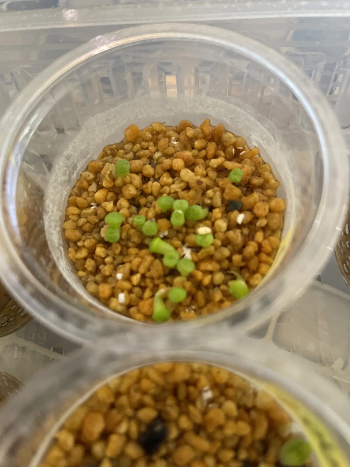 Lithops Mix (リトープス ミックス)