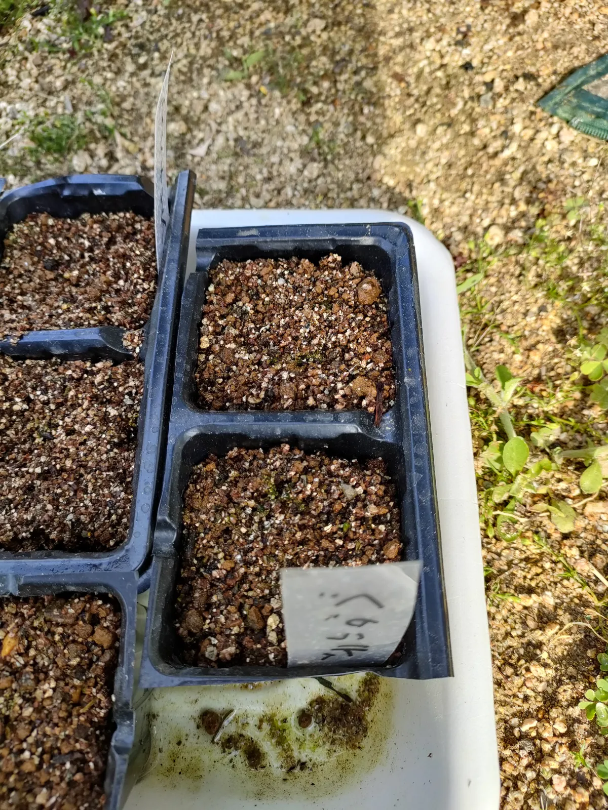 Euphorbia primulifolia var. begardii (ユーフォルビア ベガルディ)