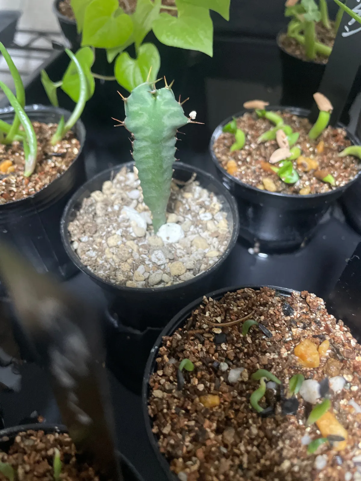 Euphorbia graniticola (ユーフォルビア グラニティコラ)