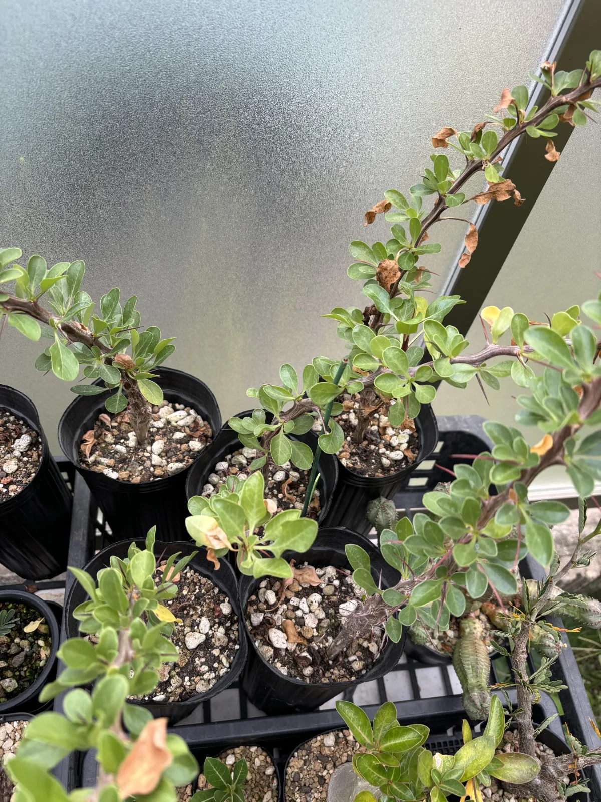 Fouquieria formosa (フォークイエリア フォルモサ)