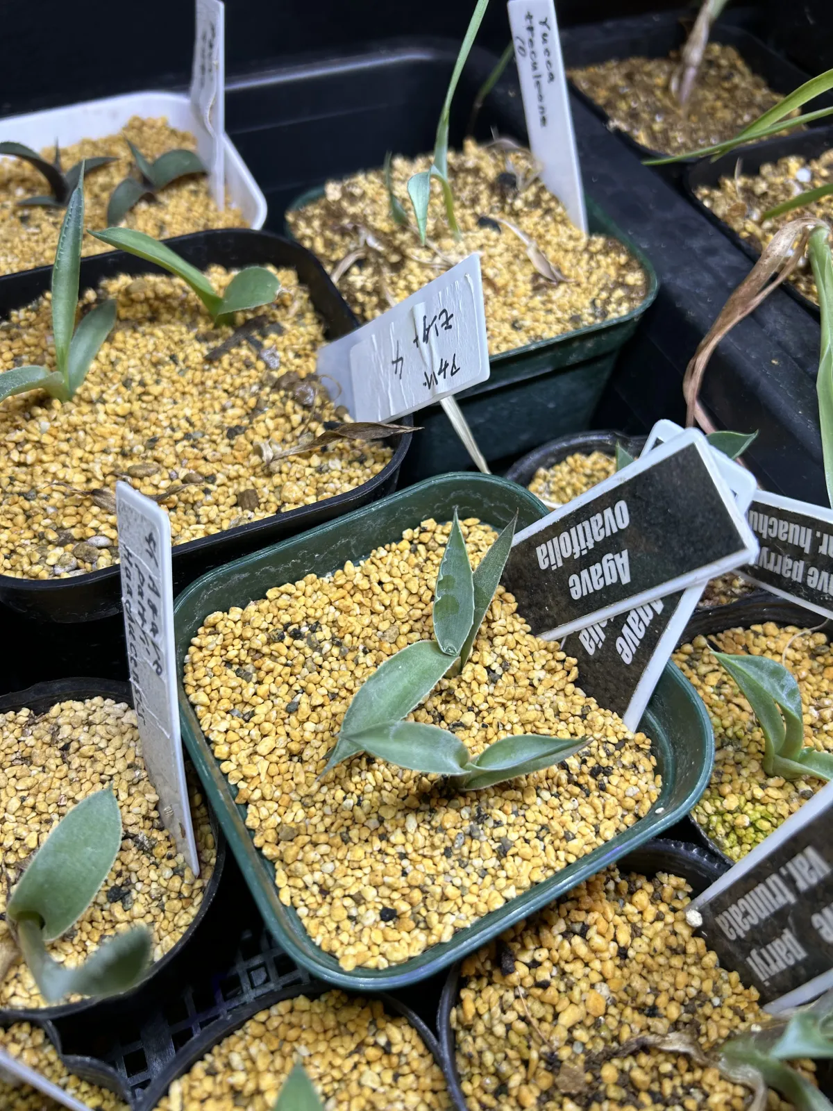 Agave ovatifolia (アガベ オバティフォリア)