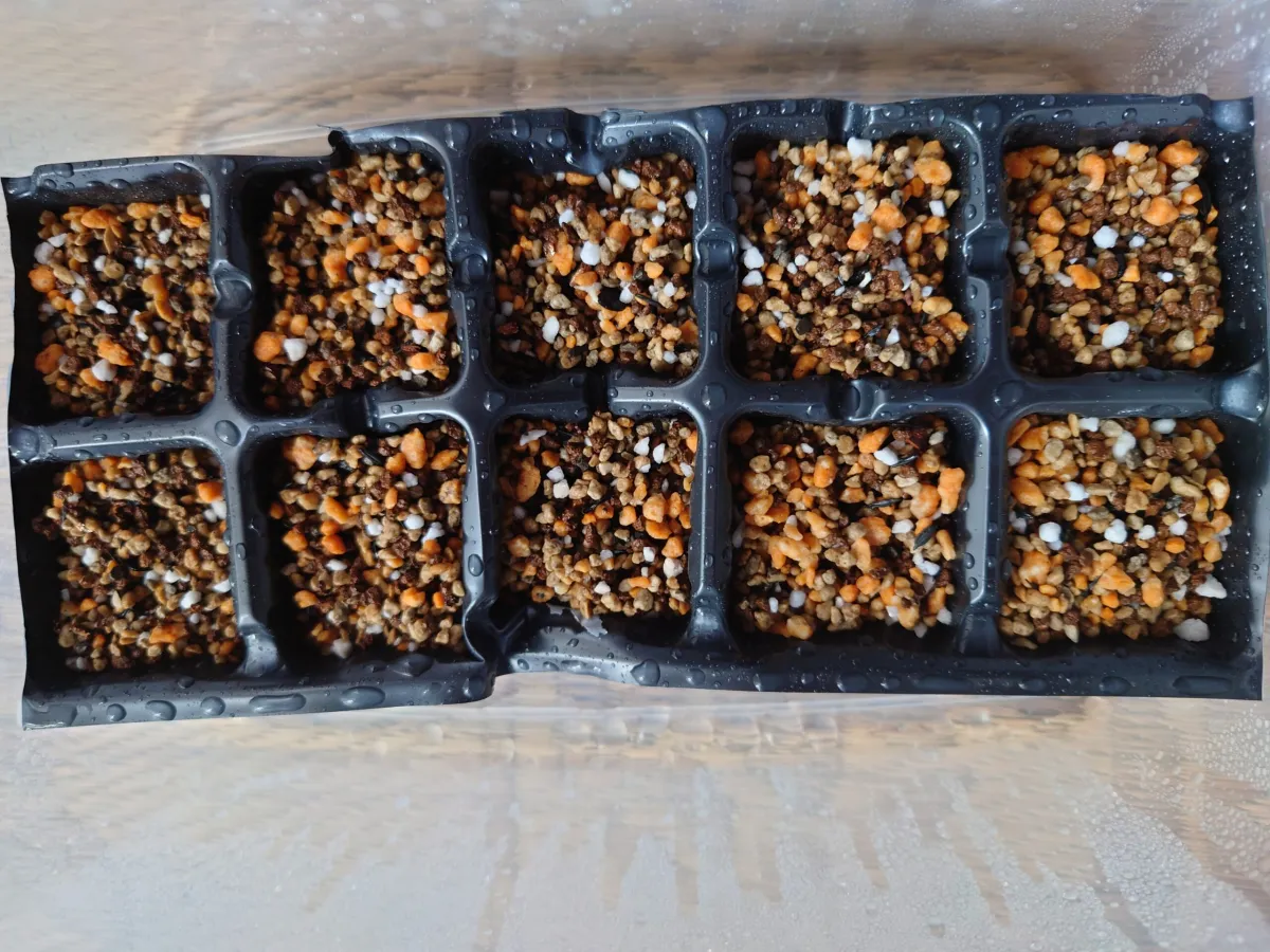 Agave parryi var. huachucensis (アガベ フアチュセンシス)