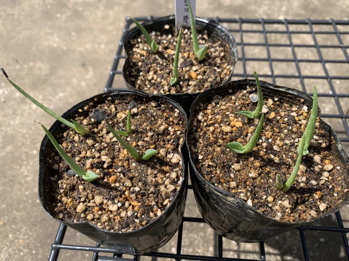 Agave deserti var. deserti (アガベ デザーティ)