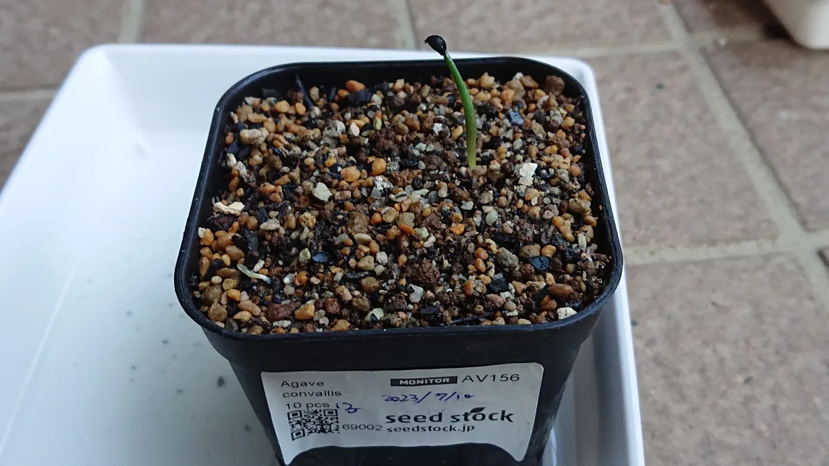 Agave convallis (アガベ コンワリス)