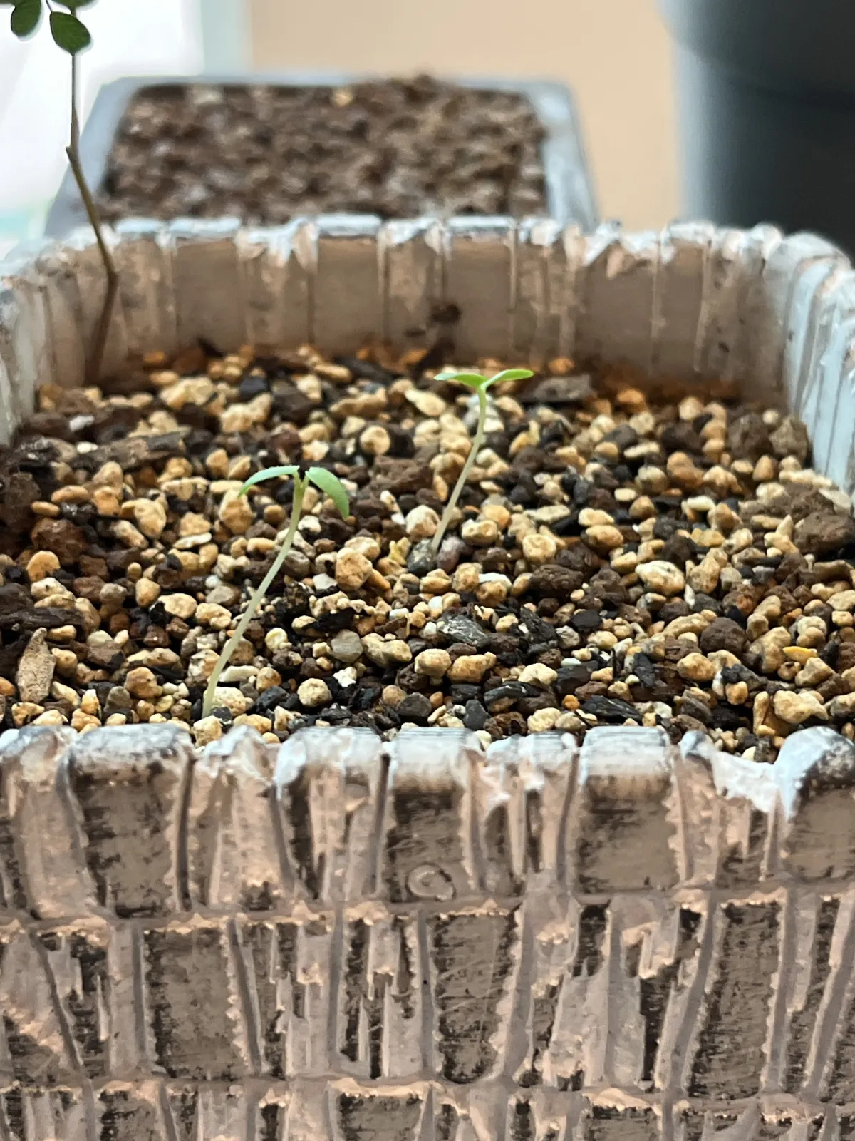 Pachycormus discolor (パキコルムス ディスカラー)