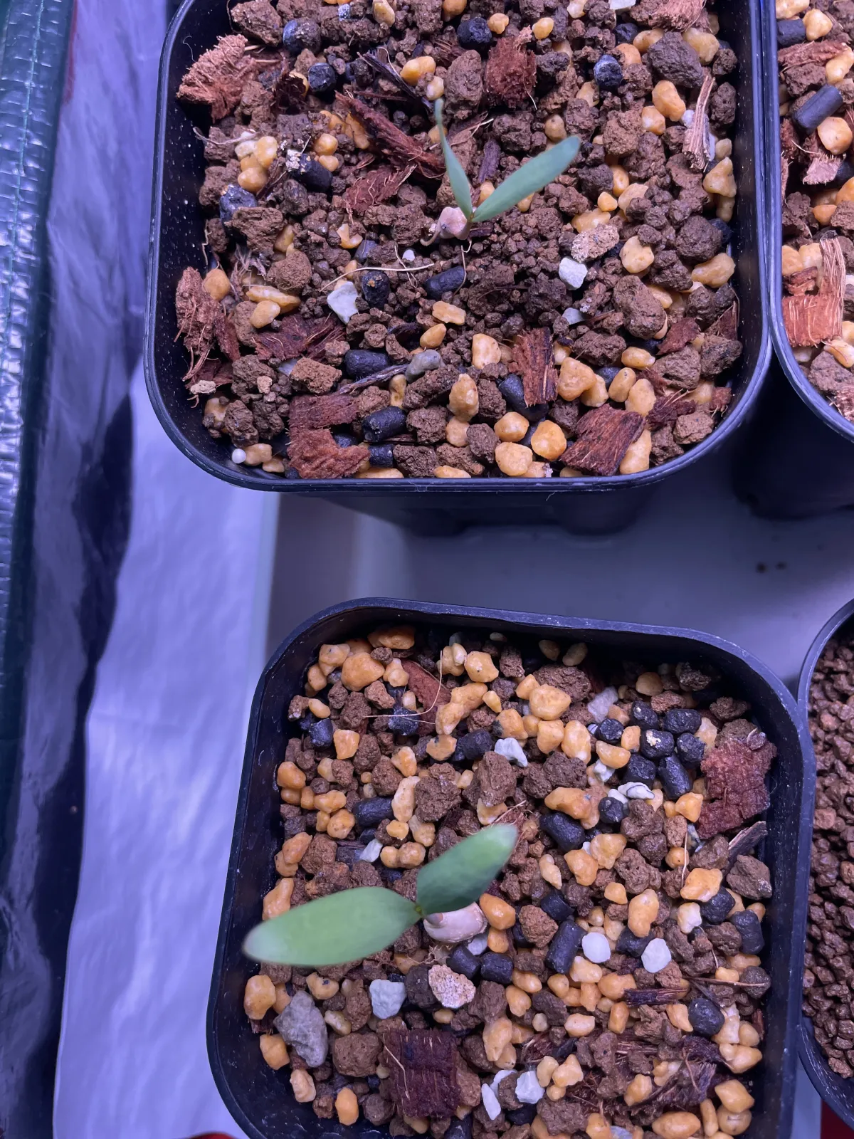 Welwitschia mirabilis (ウェルウィッチア ミラビリス 奇想天外)