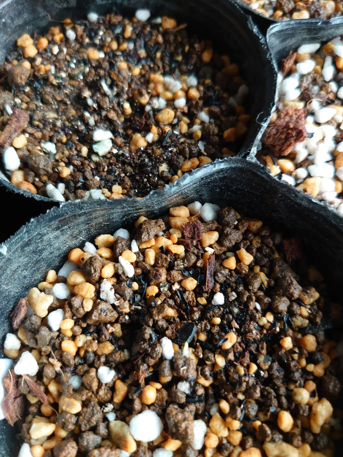 Yucca rostrata (ユッカ ロストラータ)