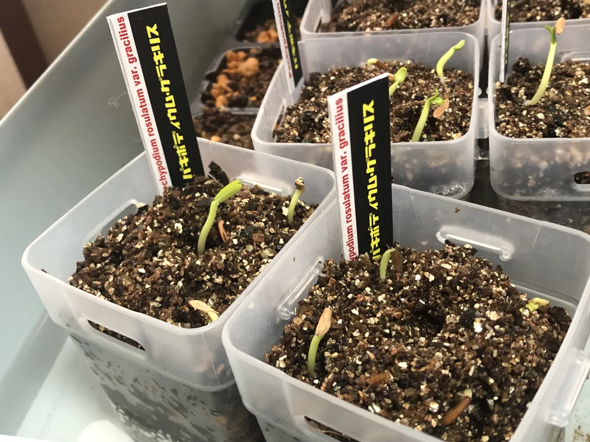 Pachypodium rosulatum var. gracilius (パキポディウム グラキリス)