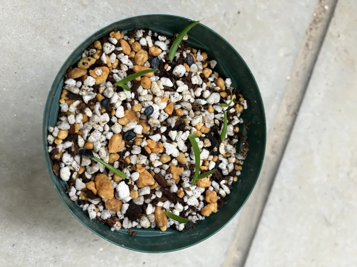 Agave albescens (アガベ アルベセンス)