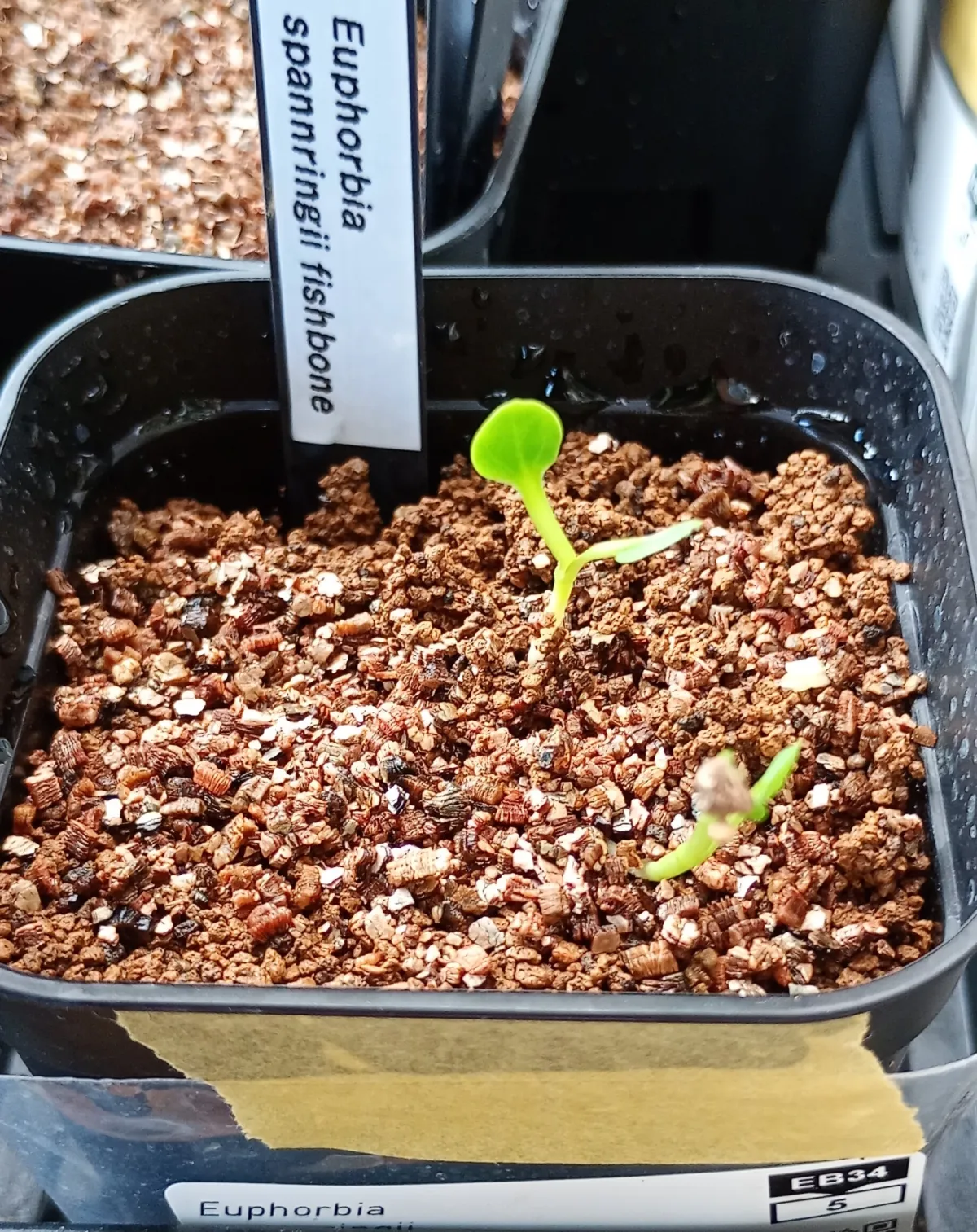 Euphorbia spannringii (ユーフォルビア スパンリンギー フィッシュボーン)