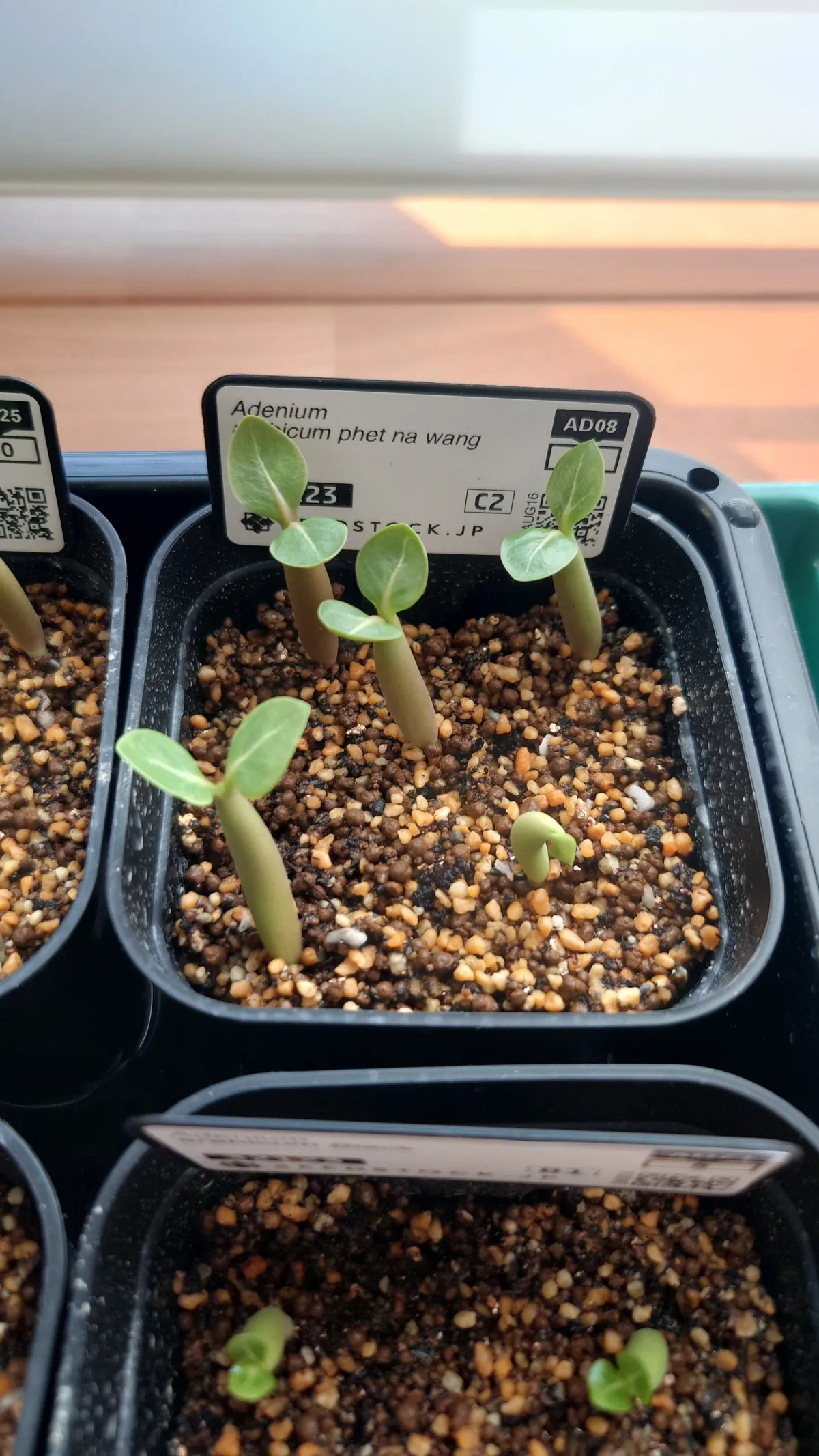 Adenium arabicum (アデニウム アラビカム)