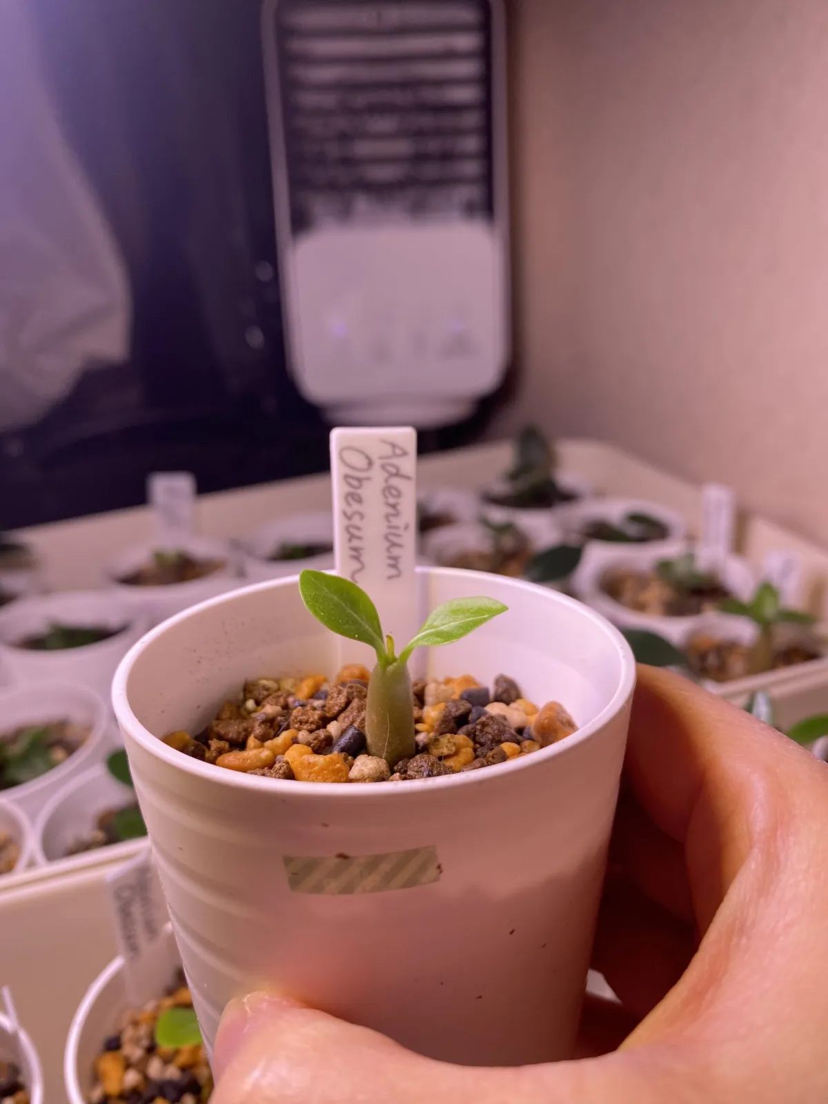 Adenium obesum (アデニウム オベスム)