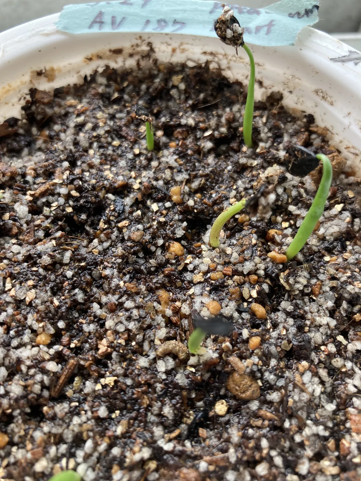 Agave potatorum Dwarf (アガベ ポタトラムドワーフ)