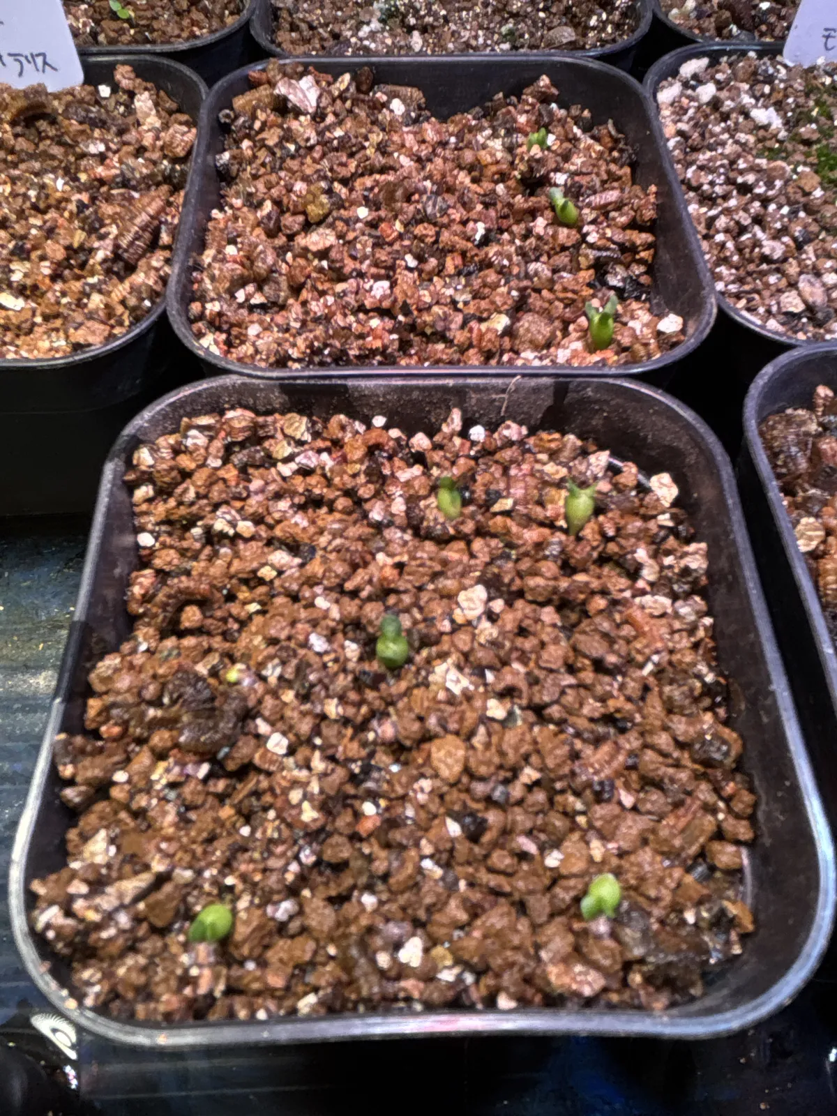 Euphorbia squarrosa (ユーフォルビア スクアローサ)