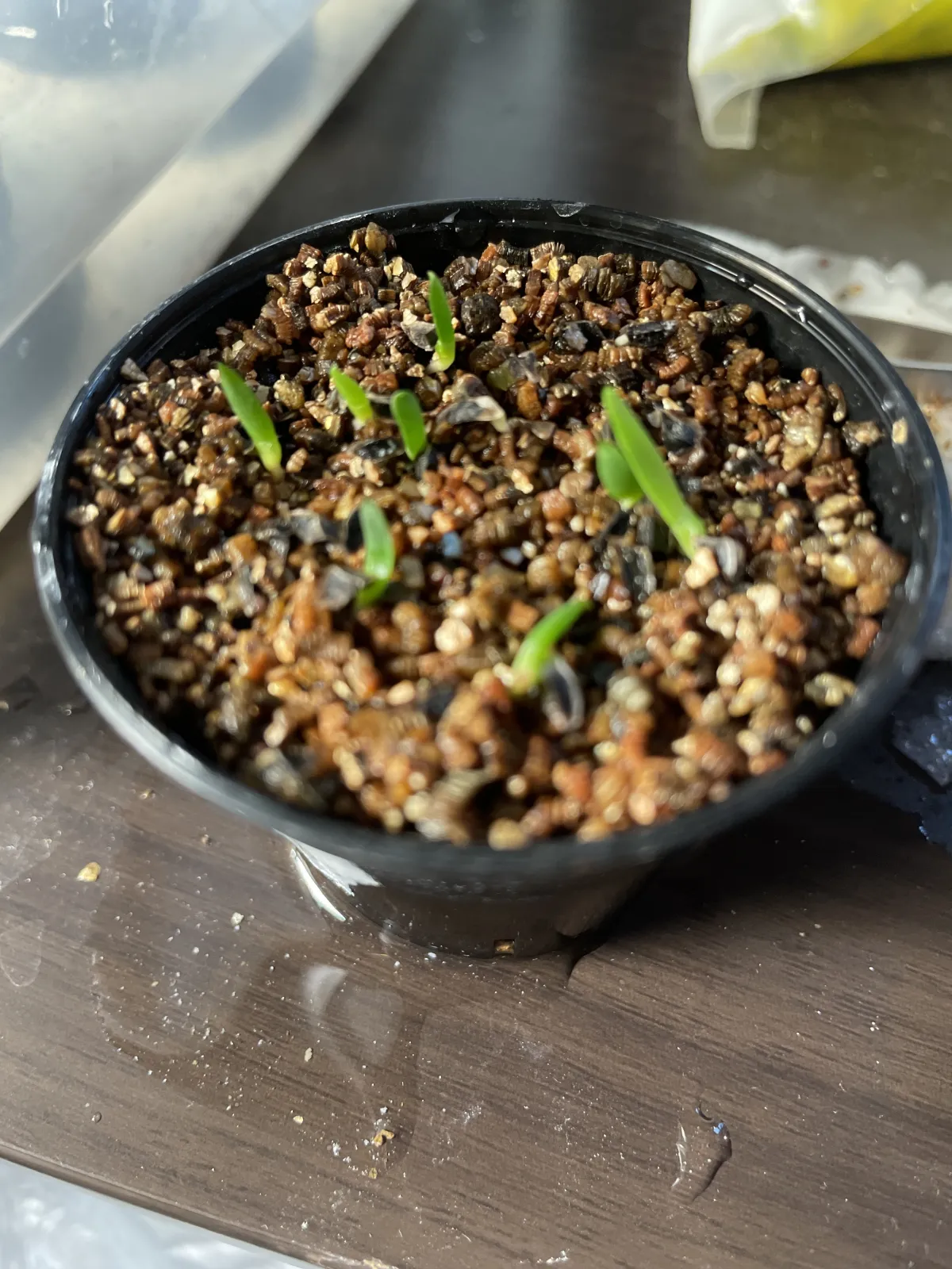 Aloe vanbalenii (アロエ バンバレニー)