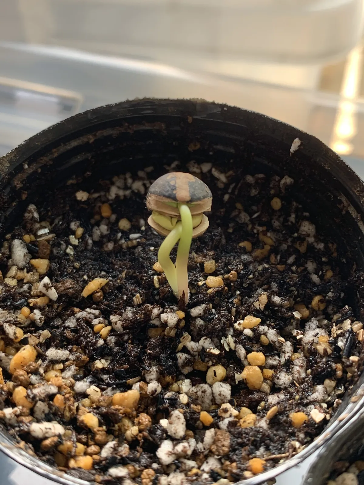 Commiphora mildbraedii (コミフォラ ミルドブラエディ ブラックバーク)