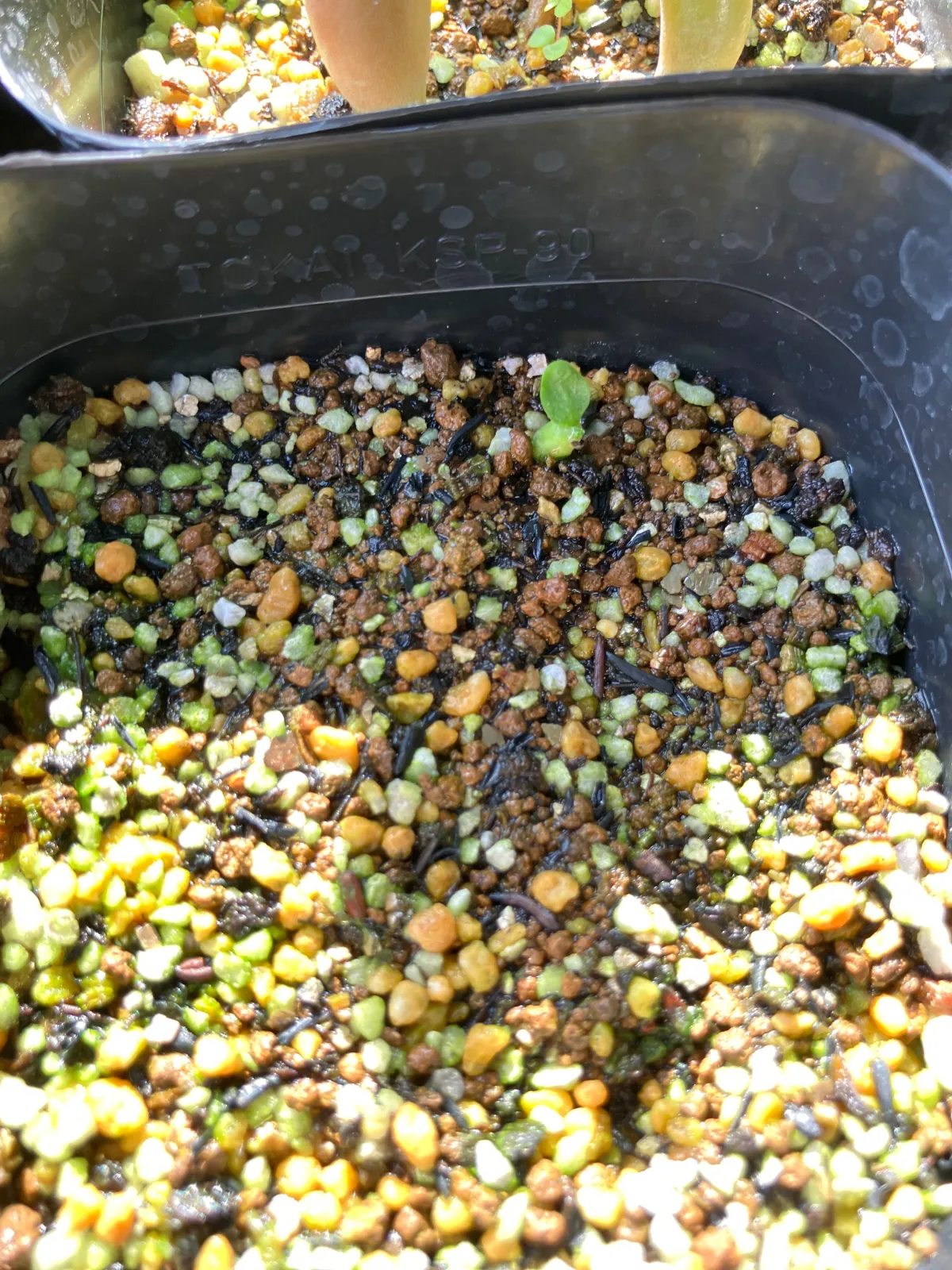 Pachypodium brevicaule (パキポディウム ブレビカウレ（短茎） ())