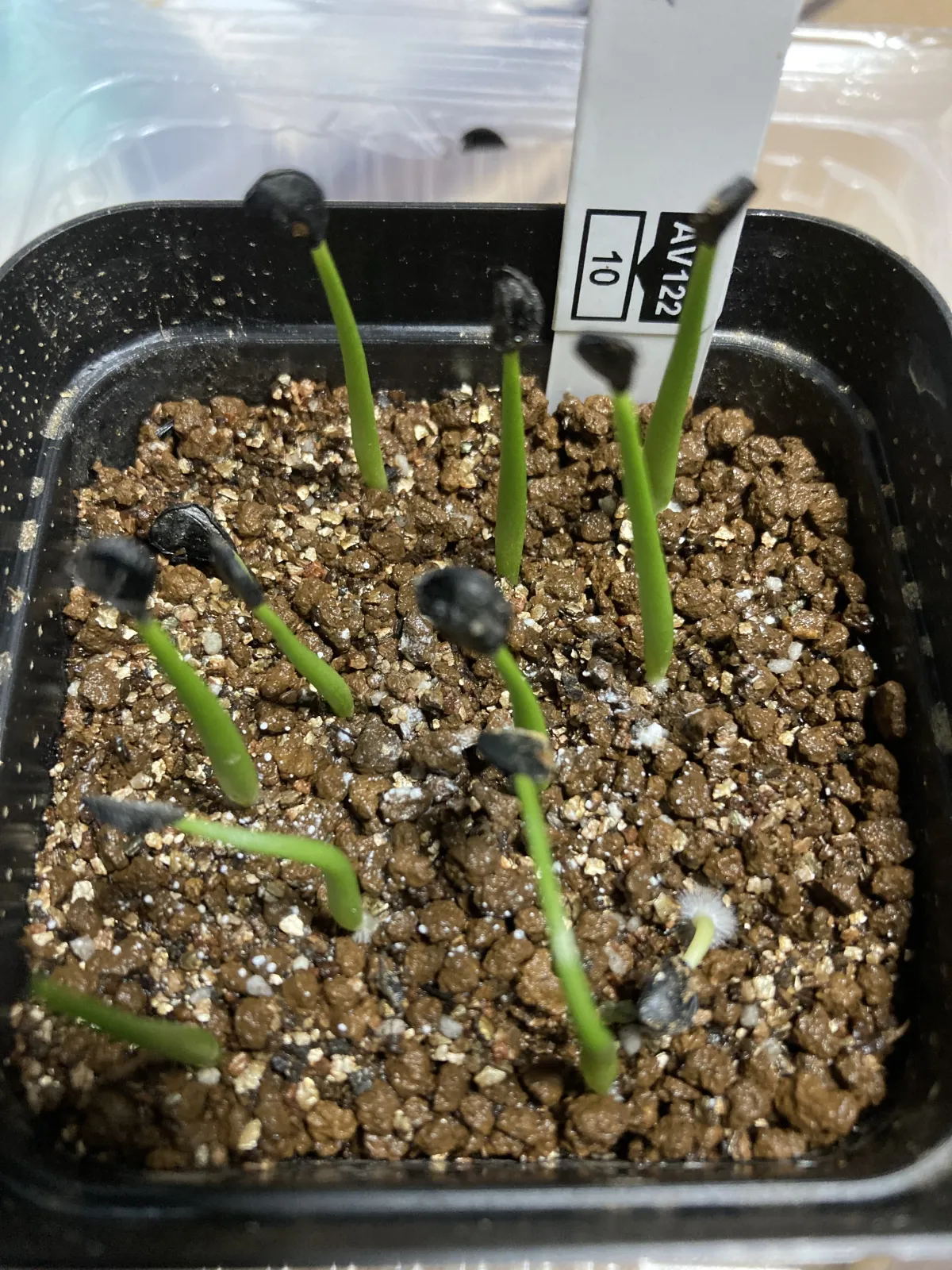 Agave deserti var. simplex (アガベ シンプレックス)