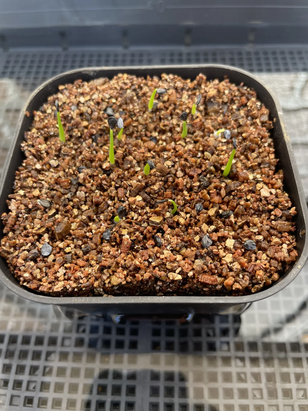 Agave utahensis var. eborispina (アガベ エボリスピナ)