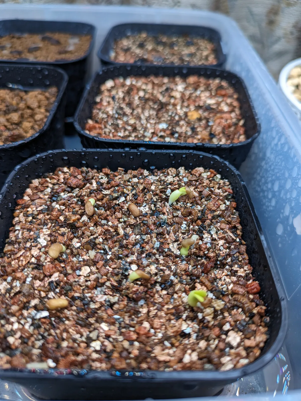 Pachypodium succulentum (パキポディウム サキュレンタム 天馬空)