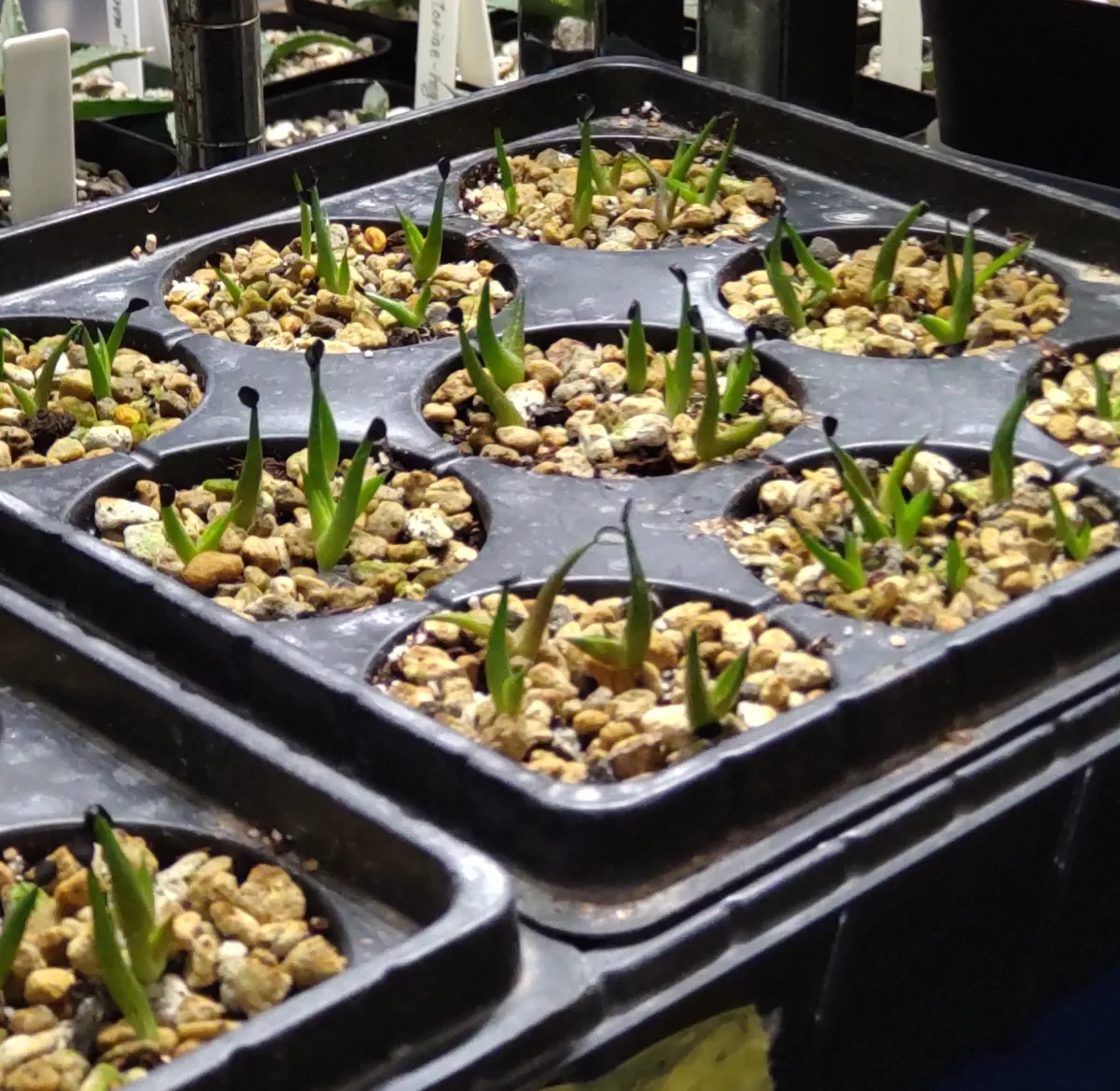 Agave oteroi (アガベ オテロイ)