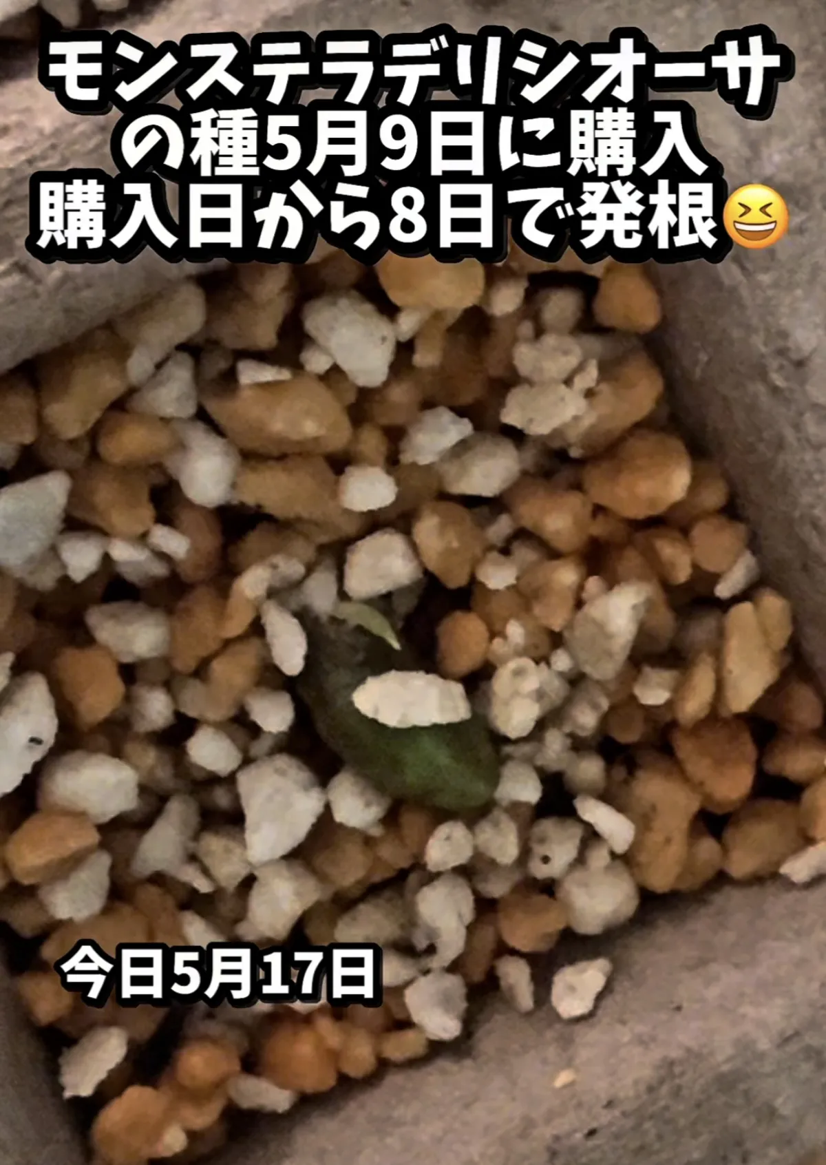 Monstera deliciosa (モンステラ デリシオーサ)