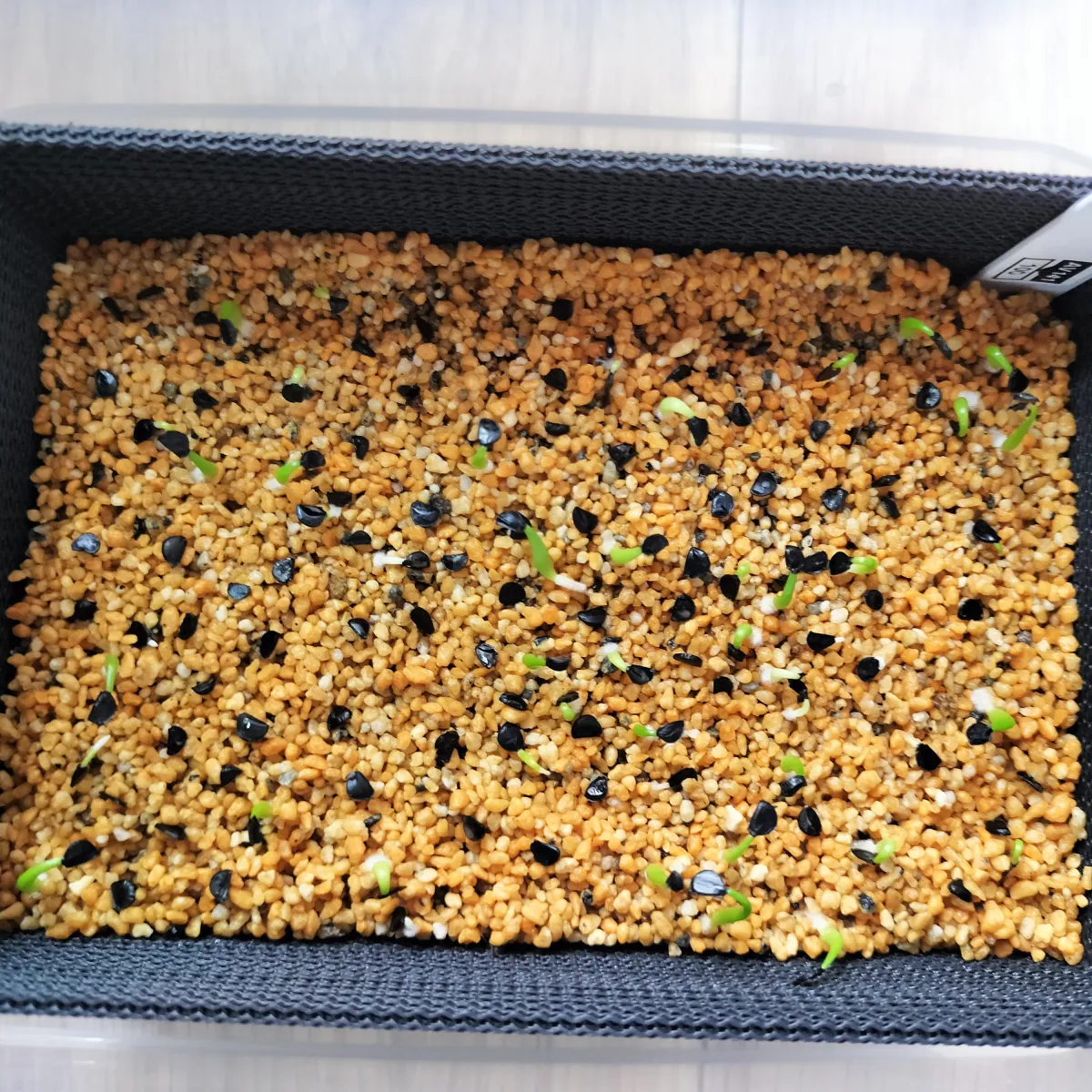 Agave titanota (アガベ チタノタ ドワーフ)