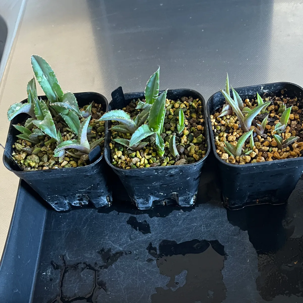 Agave titanota (アガベ チタノタ ドワーフ)