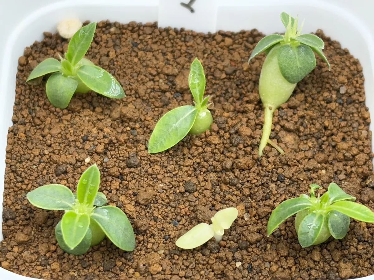 Pachypodium enigmaticum (パキポディウム エニグマチカム)