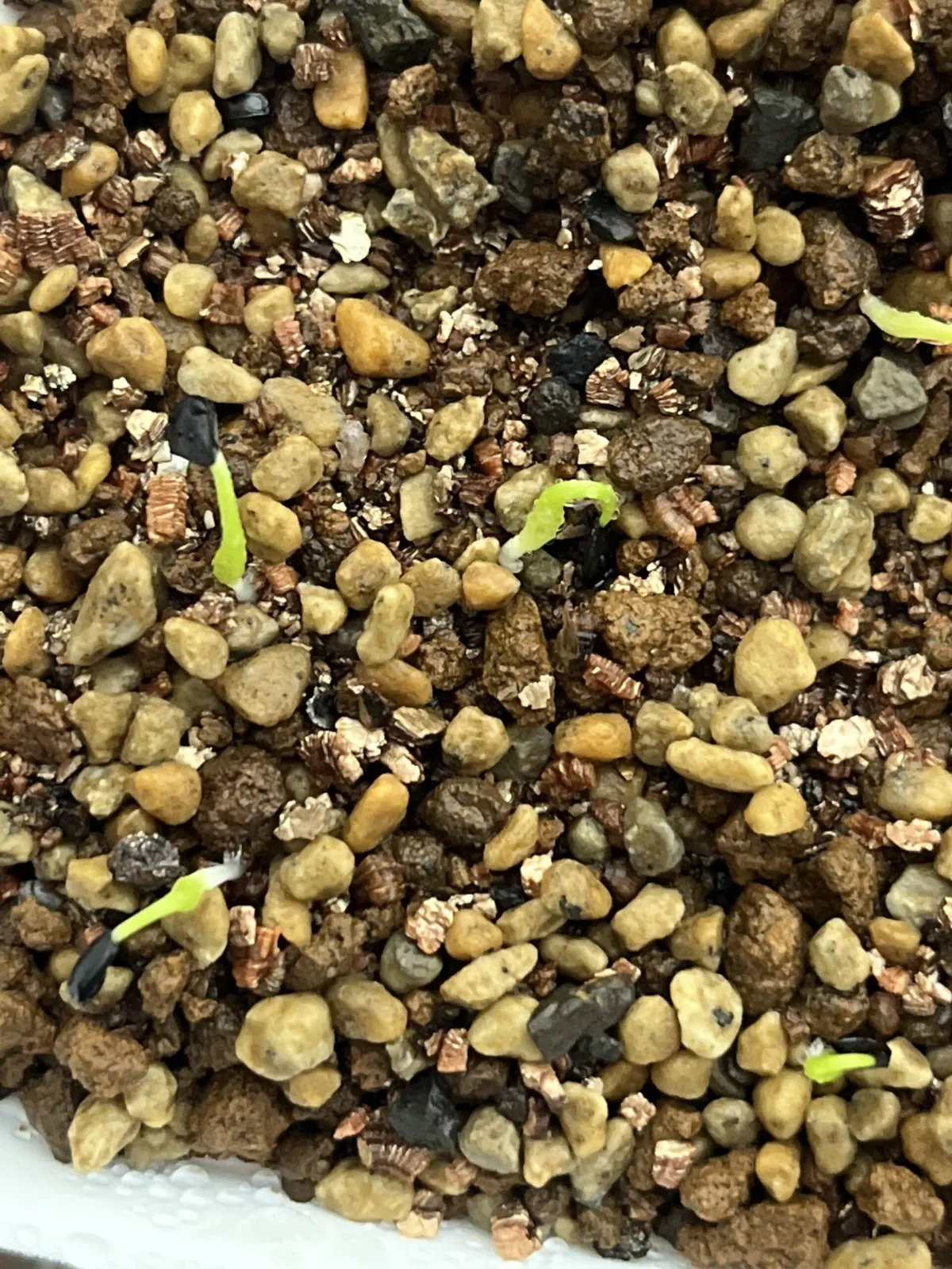 Agave utahensis var. nevadensis (アガベ ユタエンシス ネヴァデンシス)