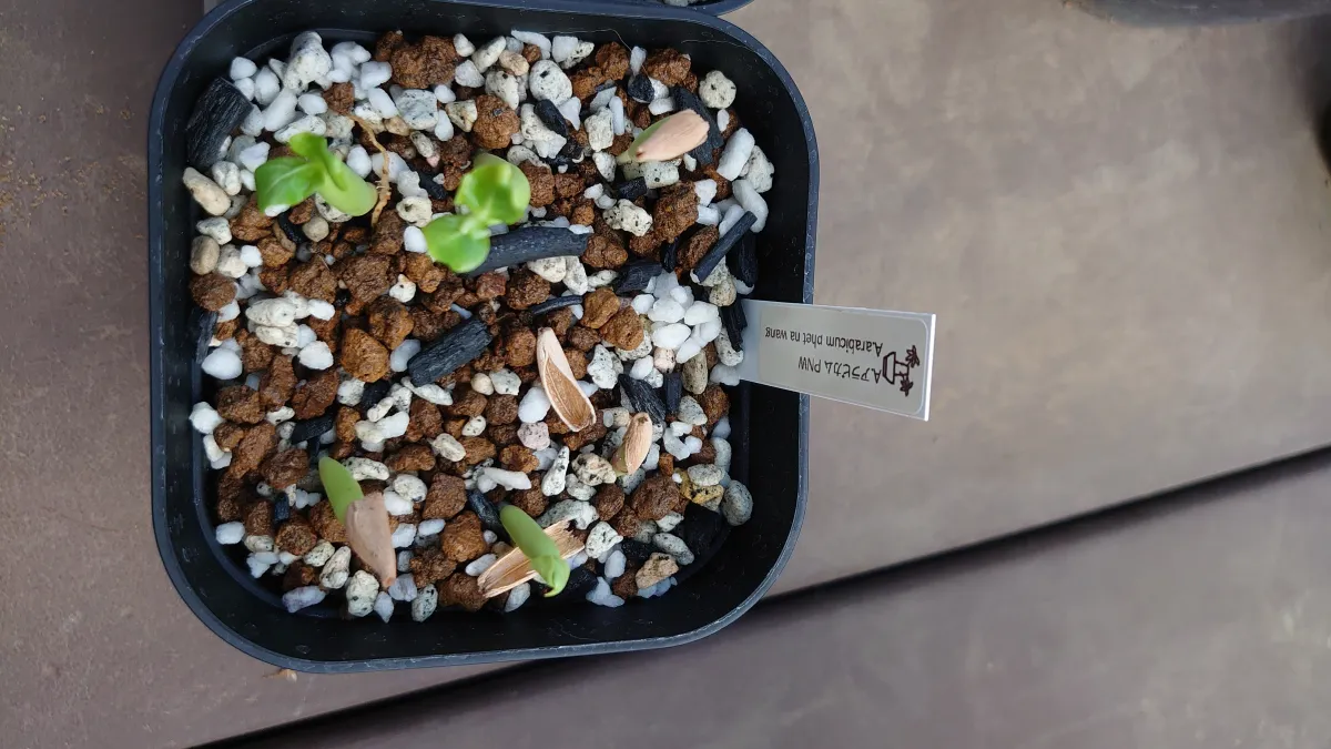 Adenium arabicum (アデニウム アラビカム)