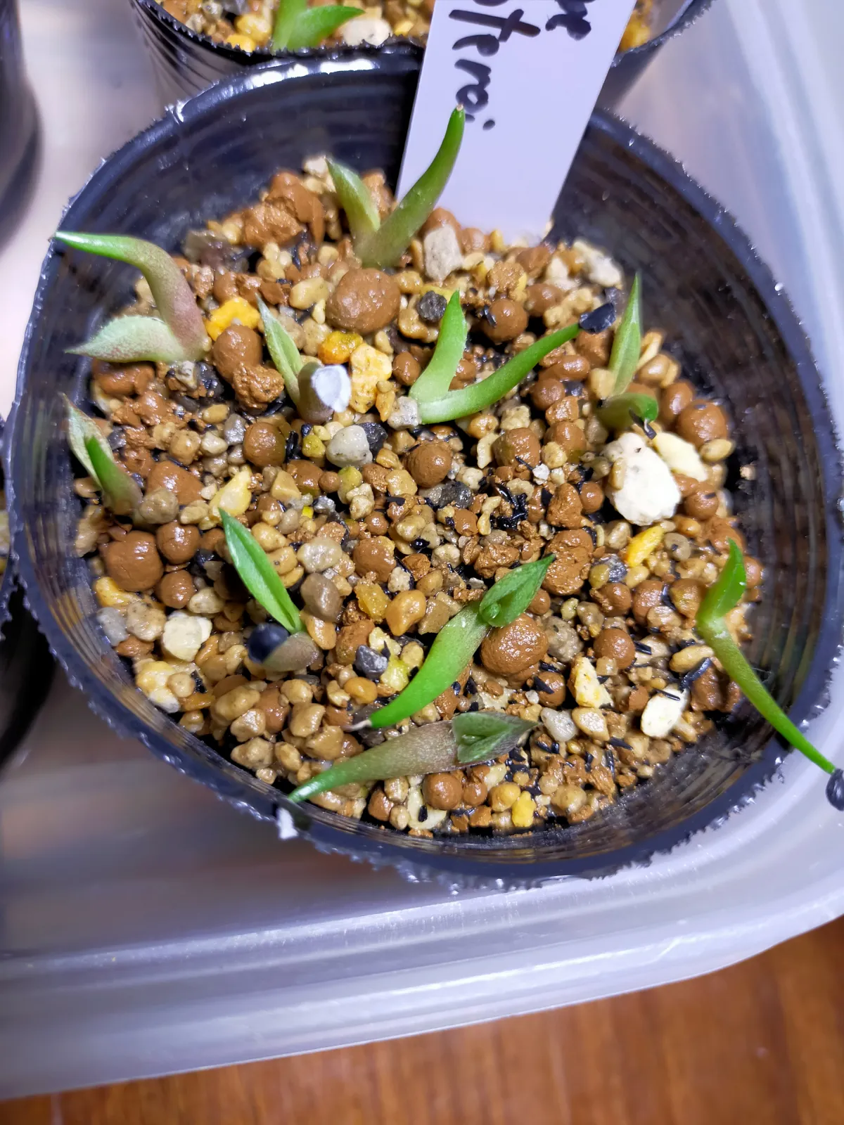 Agave oteroi (アガベ オテロイ)