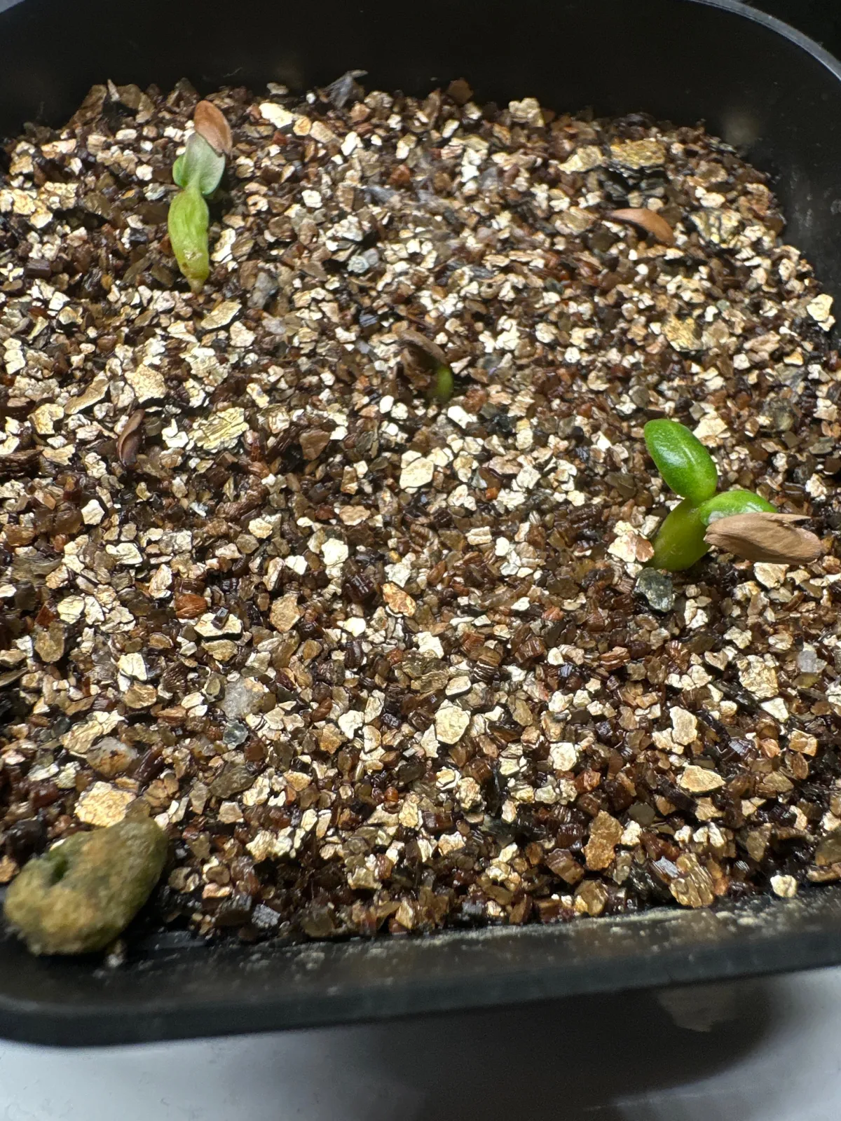 Pachypodium rosulatum subsp. makayense (パキポディウム マカイエンセ)