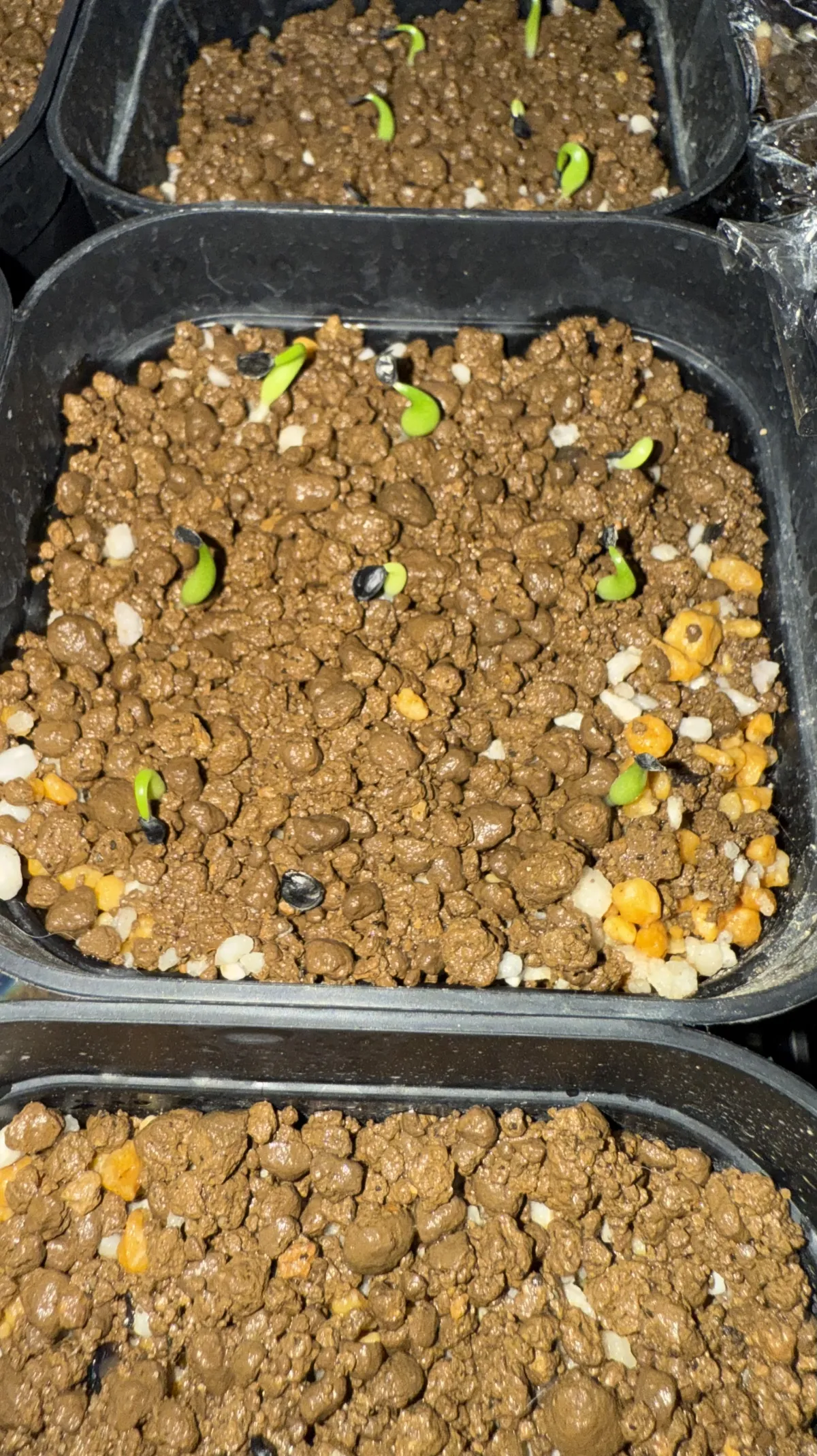 Agave oteroi Lot.2024L