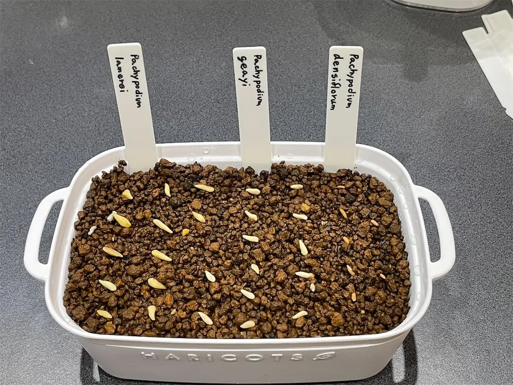 Pachypodium geayi (パキポディウム ゲアイー)