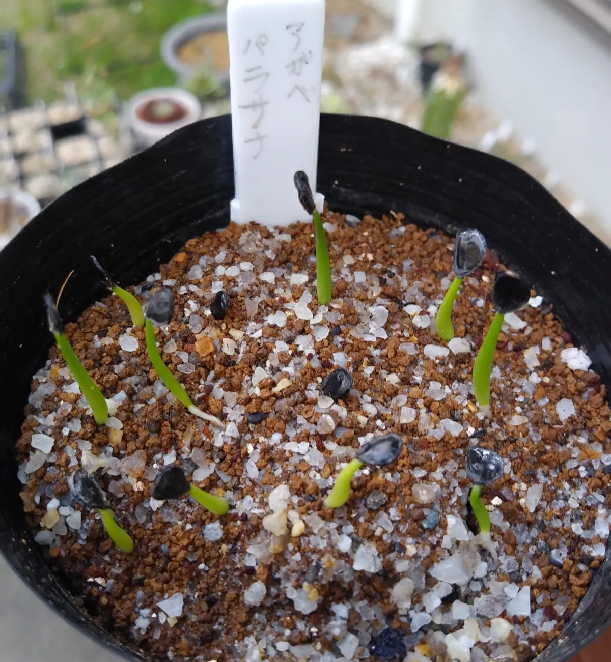 Agave parrasana (アガベ パラサナ)