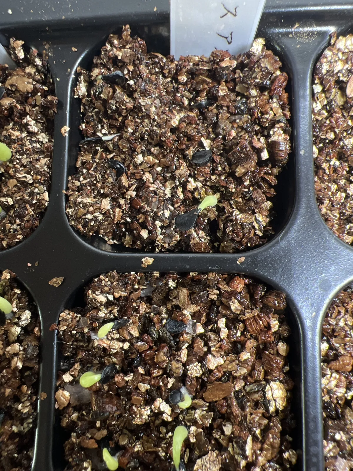 Agave difformis 'Azul' (アガベ ディフォルミス アズール)