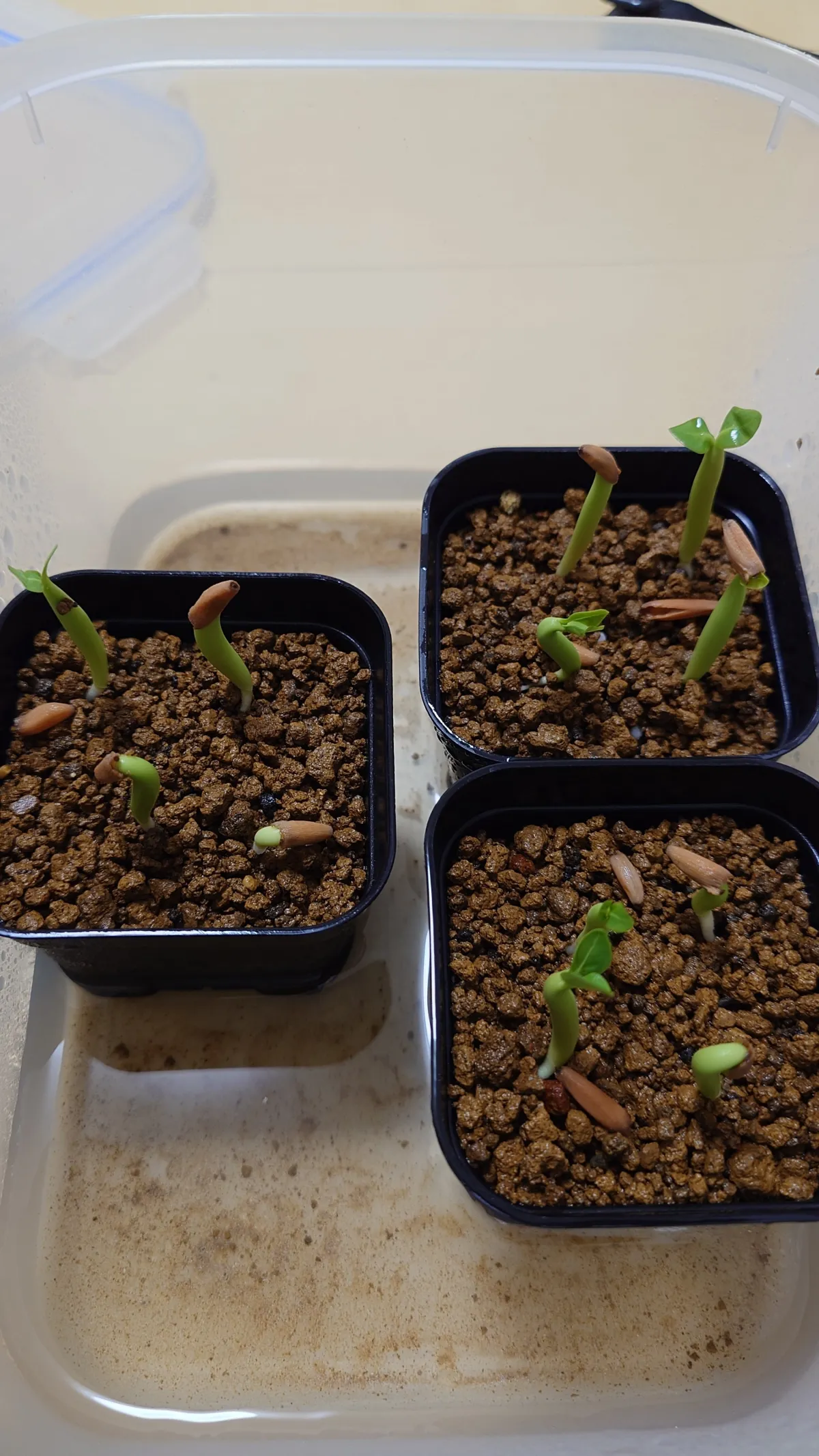 Adenium socotranum subsp. socotranum (アデニウム ソコトラナム)