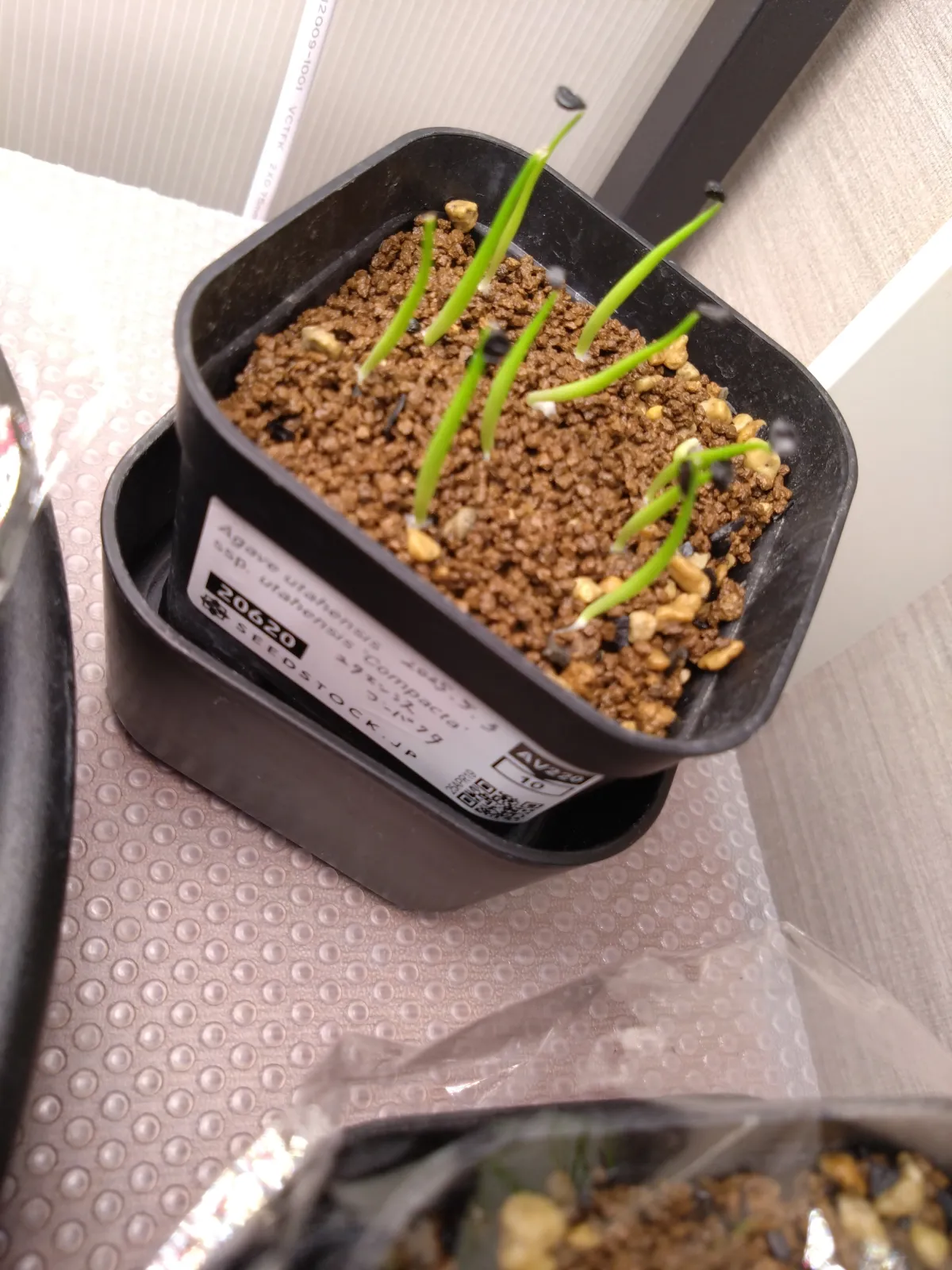 Agave utahensis ssp. utahensis 'Compacta' (アガベ ユタエンシスコンパクタ)