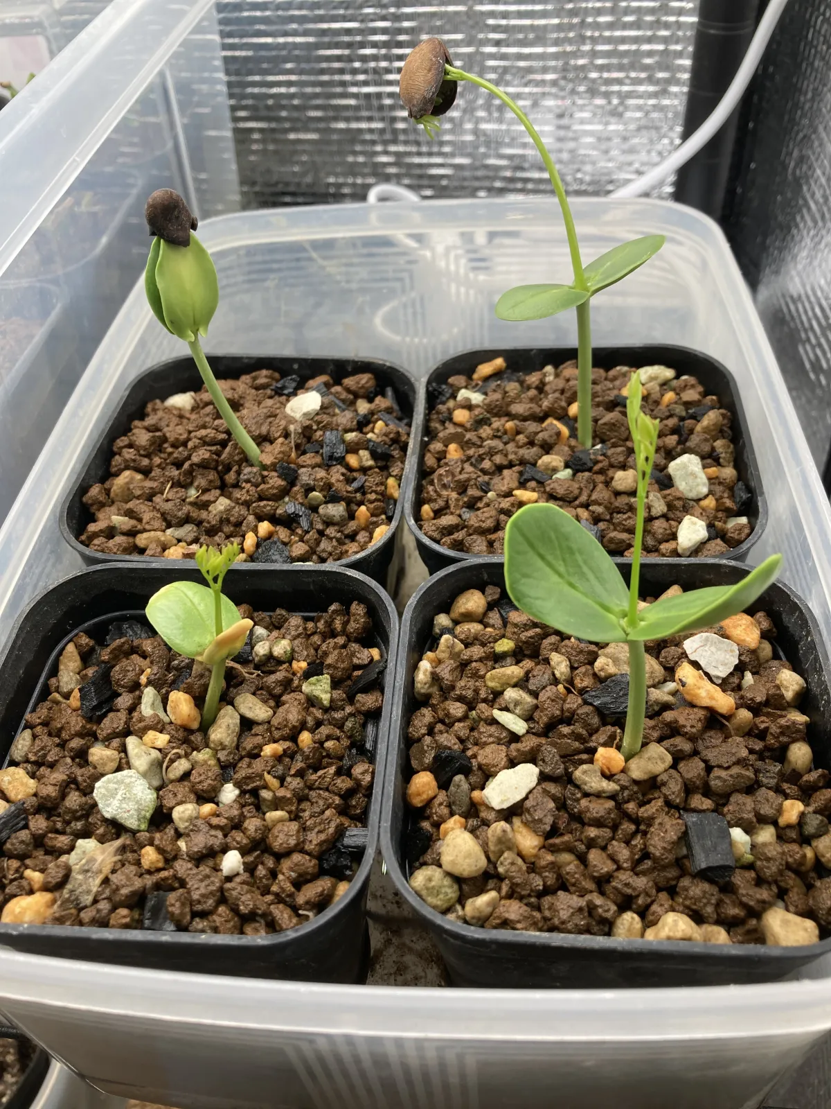 Delonix pumila (デロニクス プミラ)