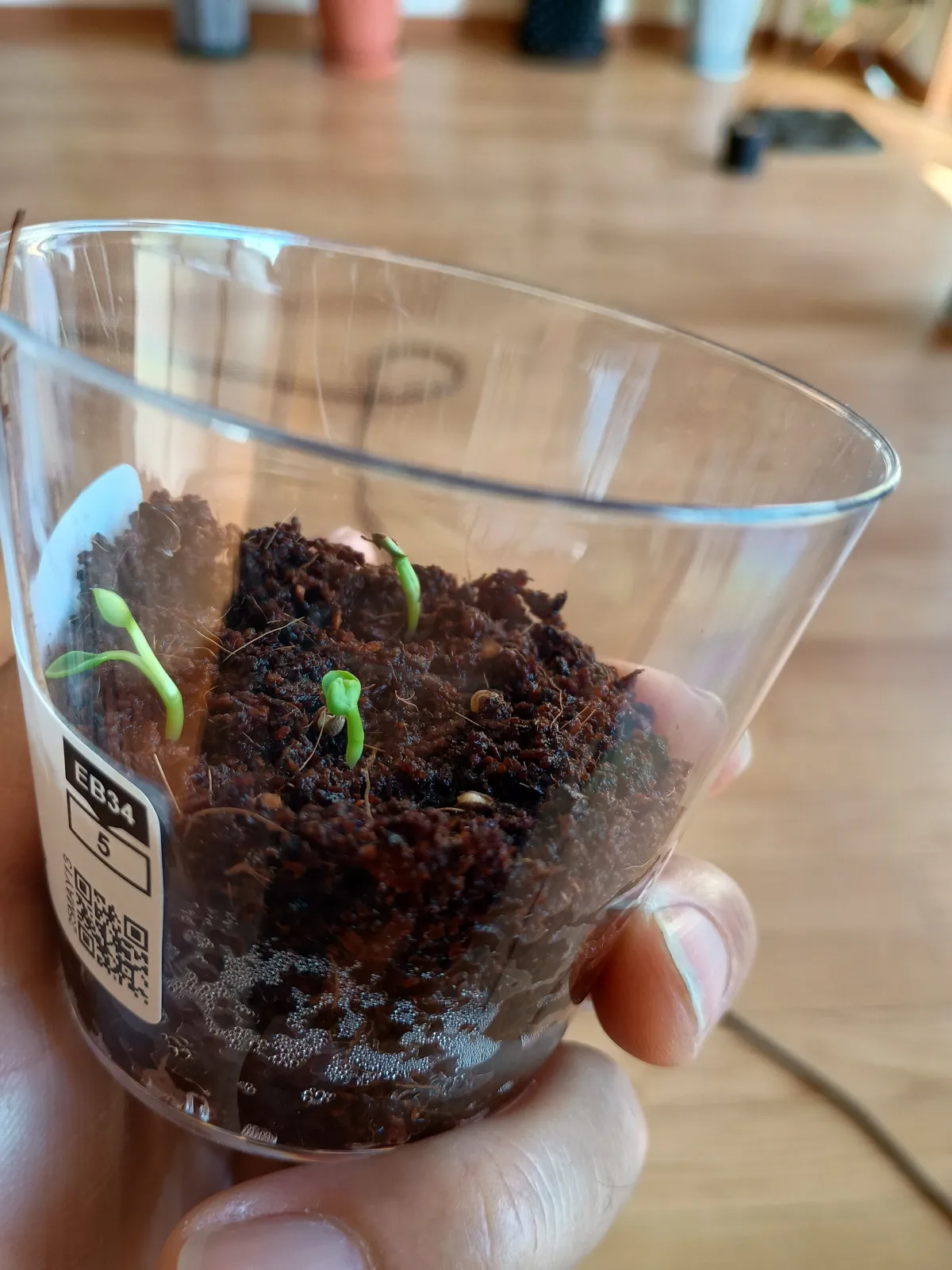 Euphorbia spannringii (ユーフォルビア スパンリンギー フィッシュボーン)