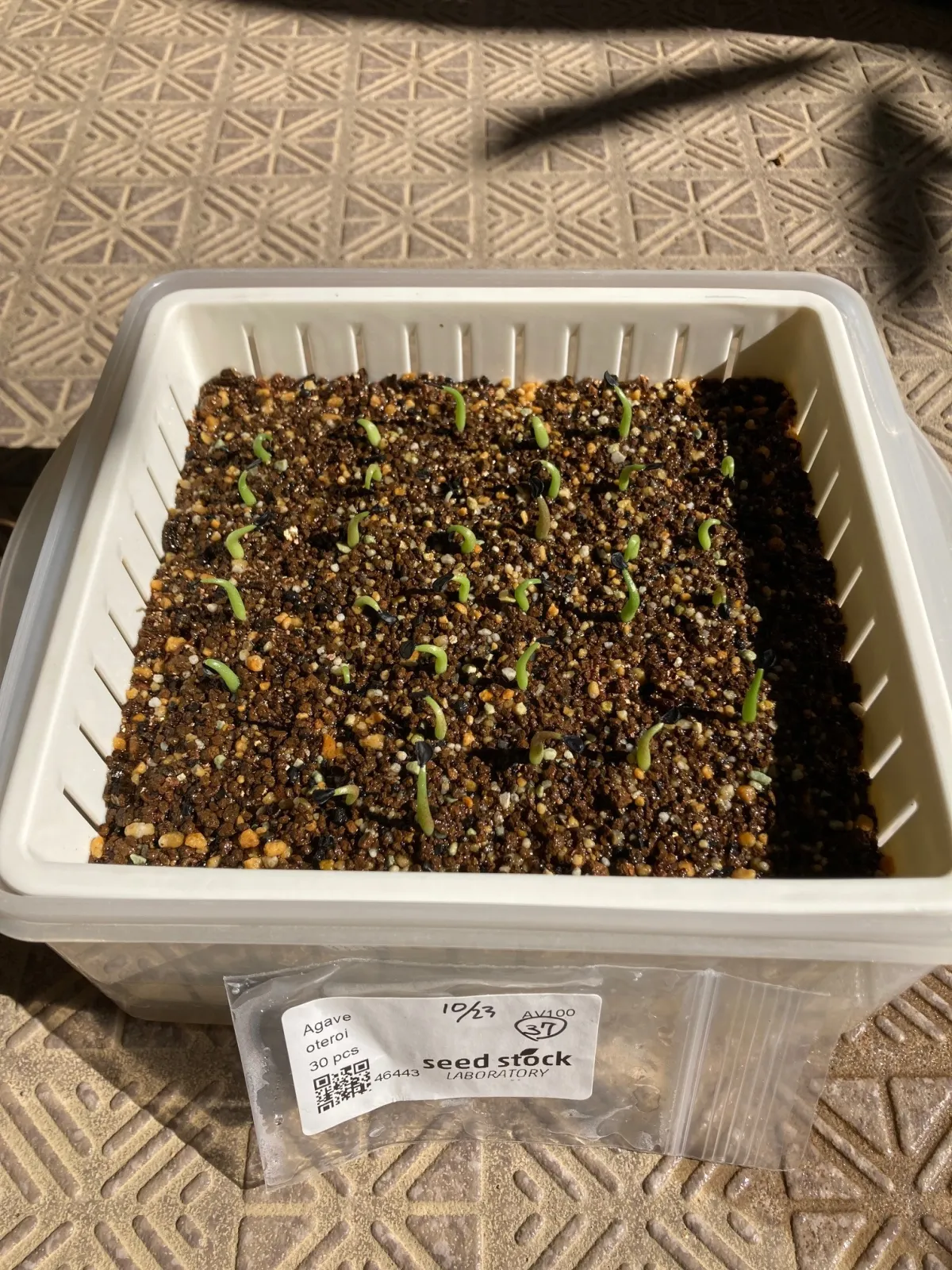 Agave oteroi (アガベ オテロイ)