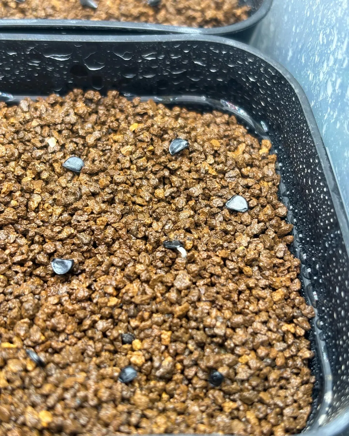 Agave oteroi (アガベ オテロイ)