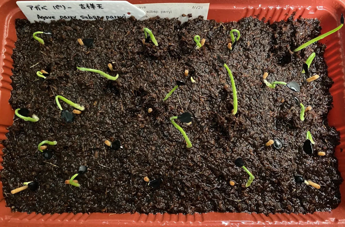 Agave parryi subsp. parryi (アガベ パリー)