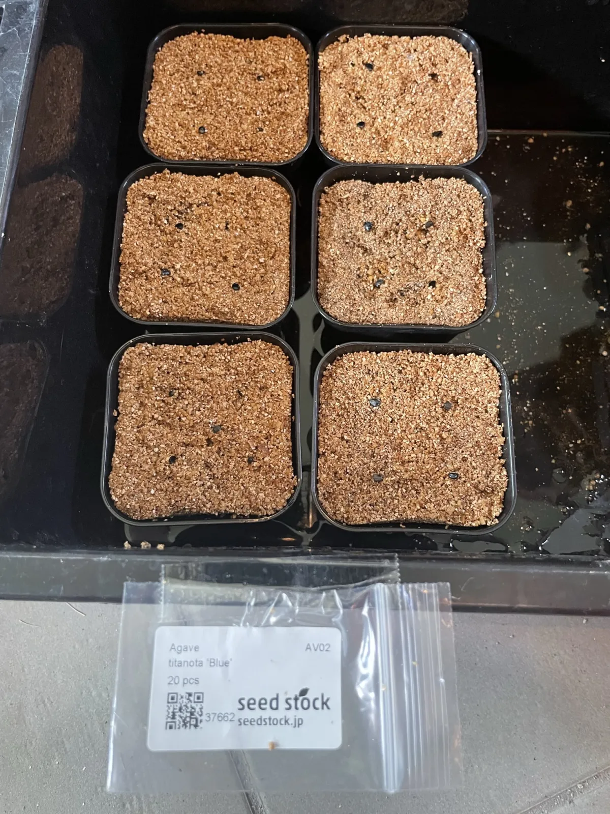 Agave titanota 'Blue' (アガベ チタノタブルー)