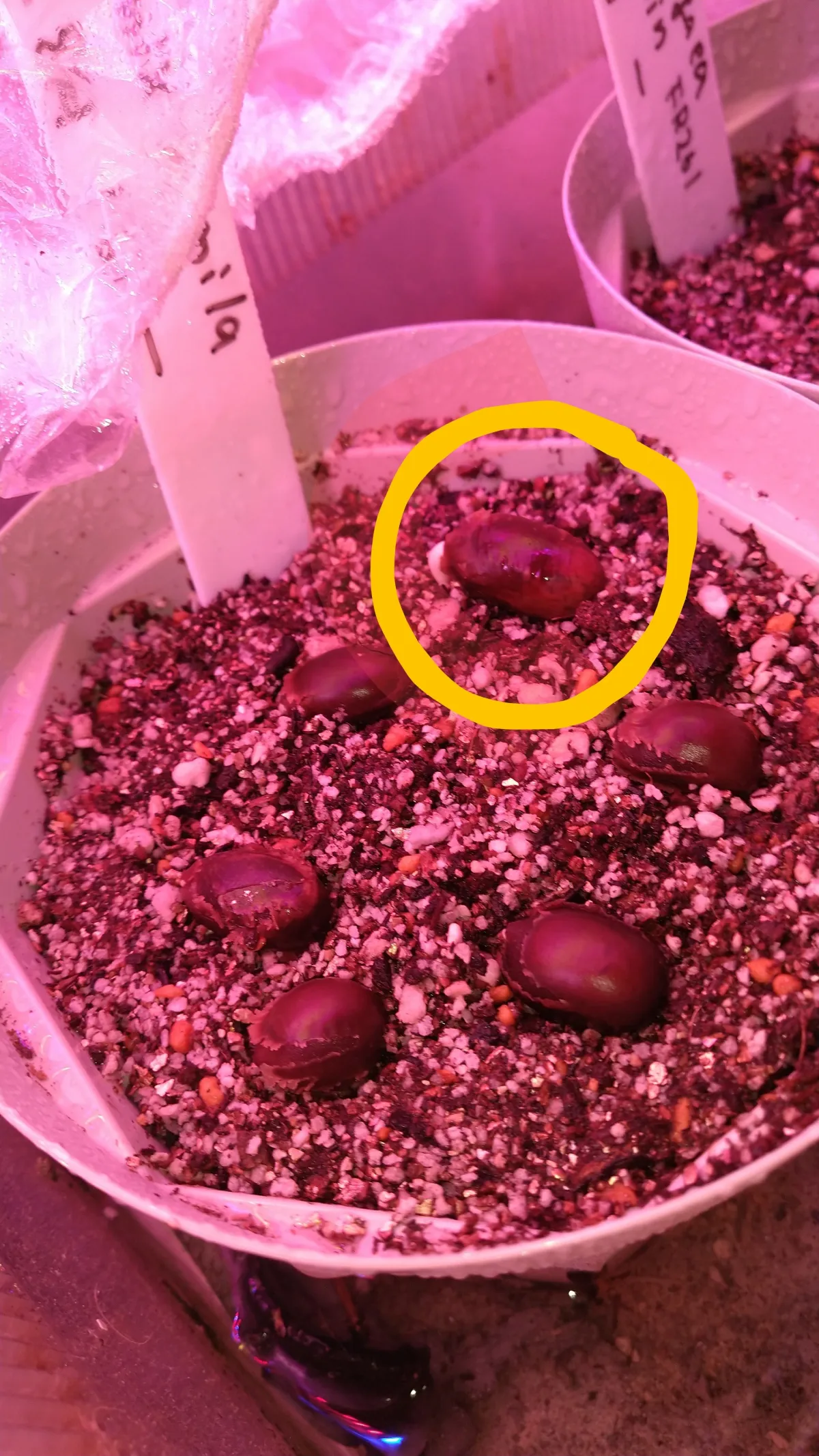 Delonix pumila (デロニクス プミラ)