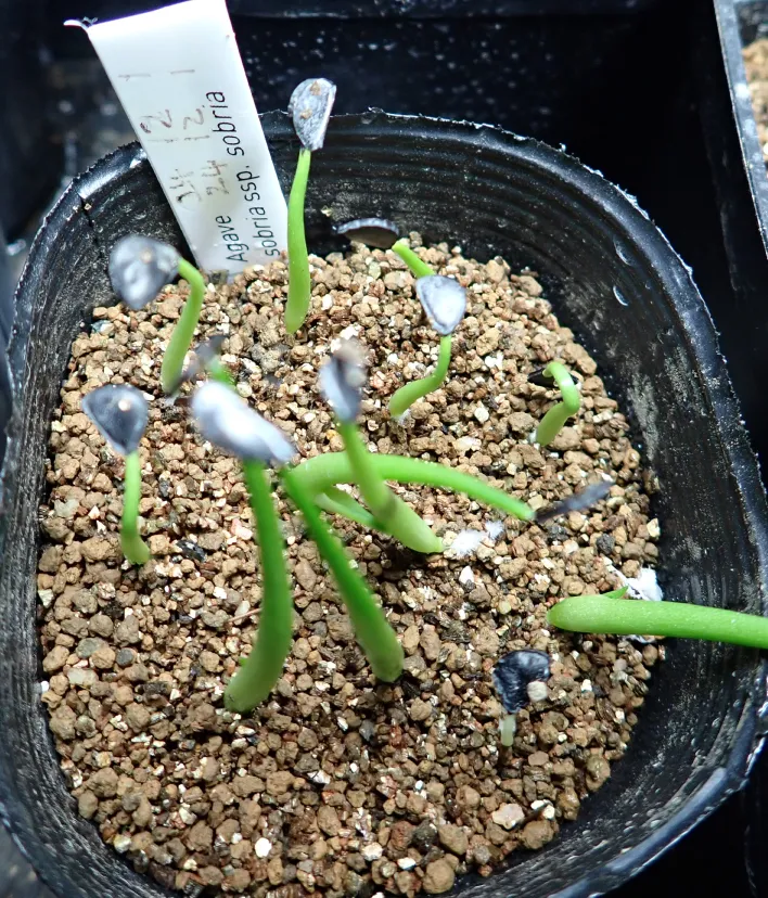 Agave sobria subsp. sobria (アガベ ソブリア)