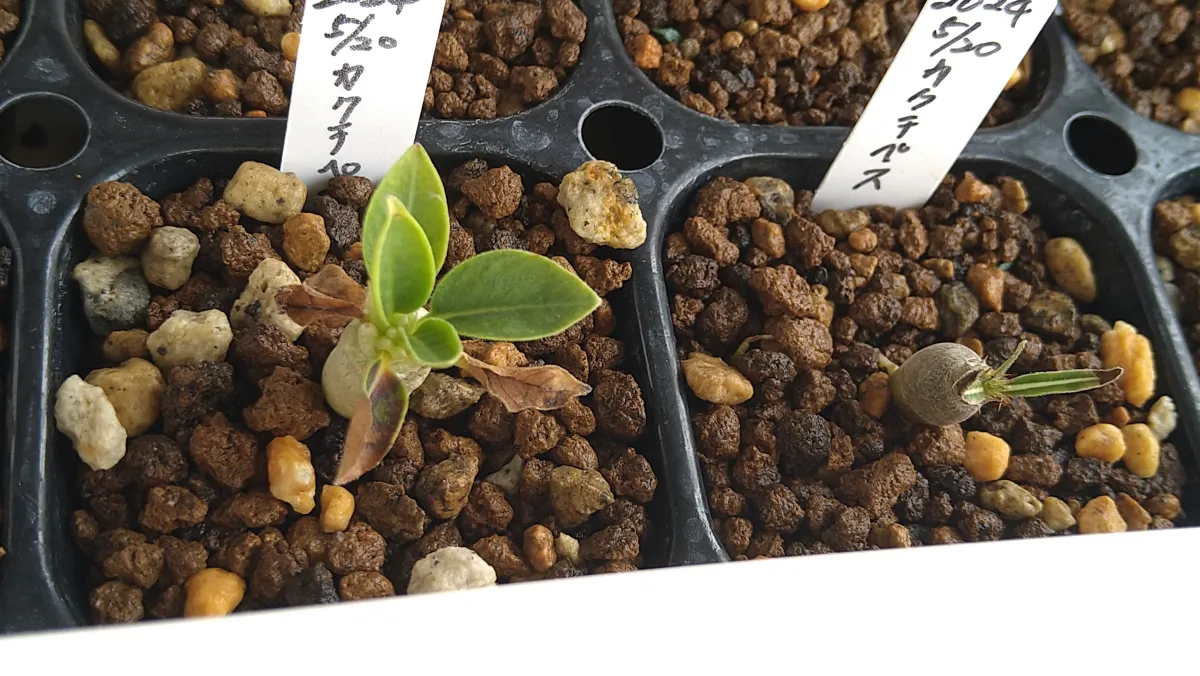 Pachypodium rosulatum ssp. cactipes (パキポディウム カクチペス)